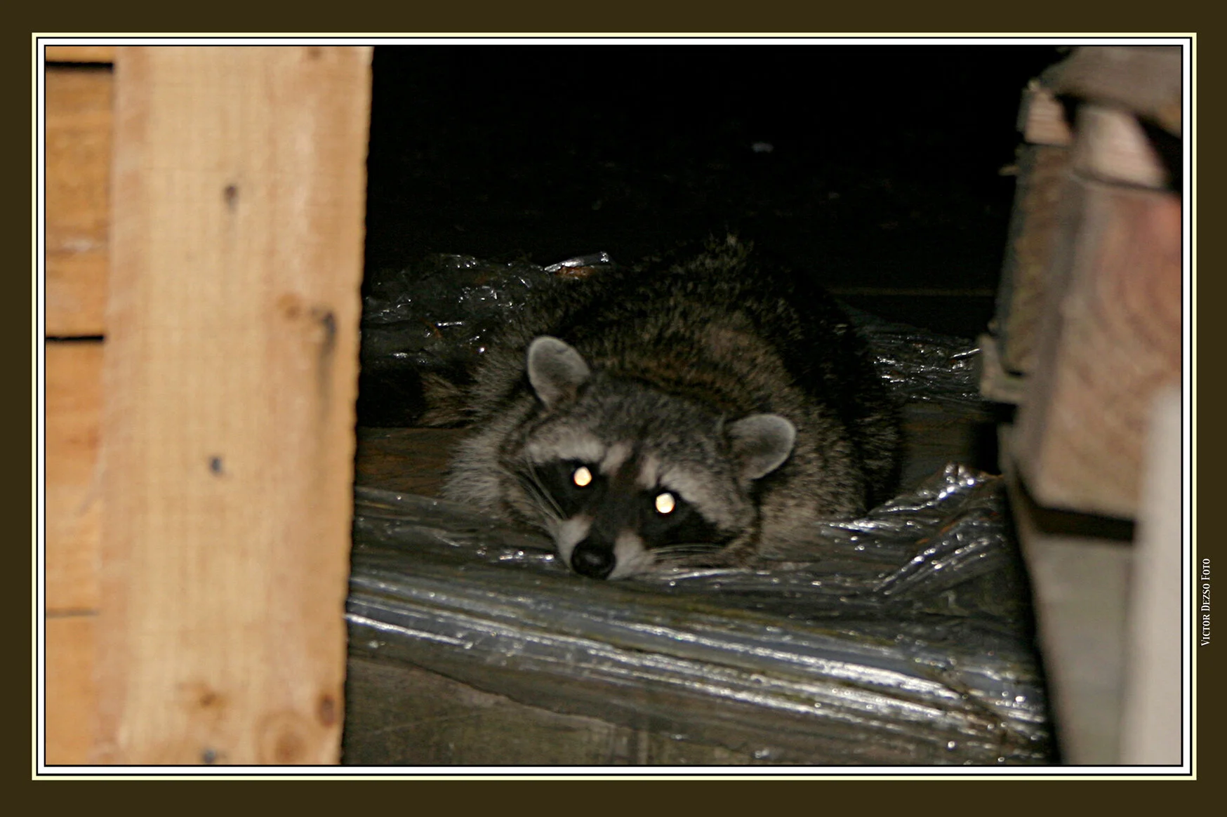 Raccoon_3695_4x6s.jpg