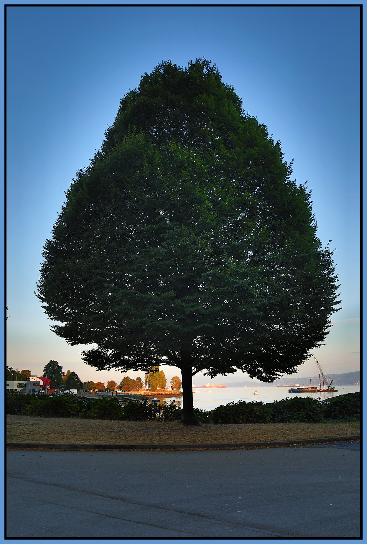 English Bay Tree_Oct 5_2022_HDR_4H2729_4x6s.jpg