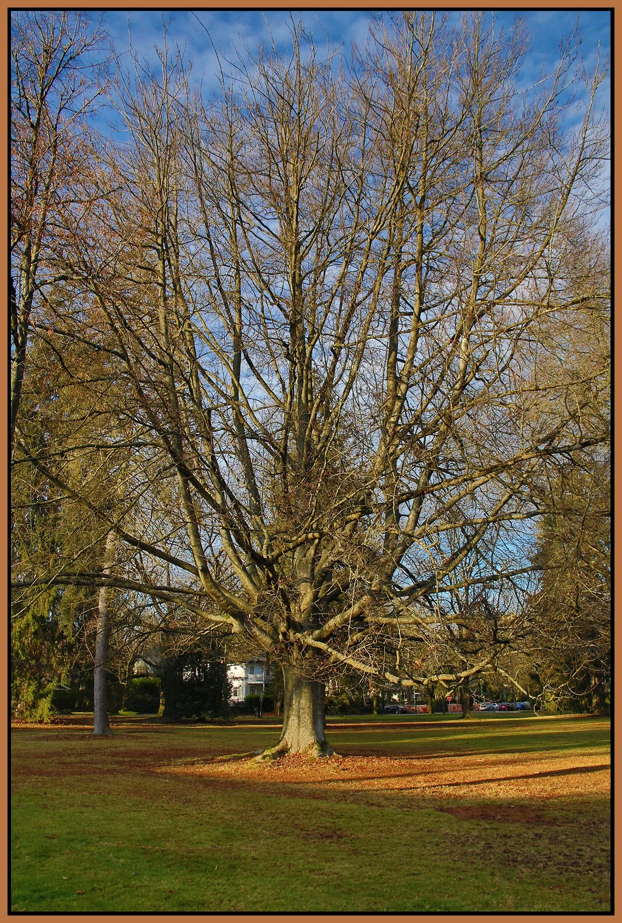 Shaughnessy Tree_Dec 11_2024_HDR_A9505_4x6s.jpg