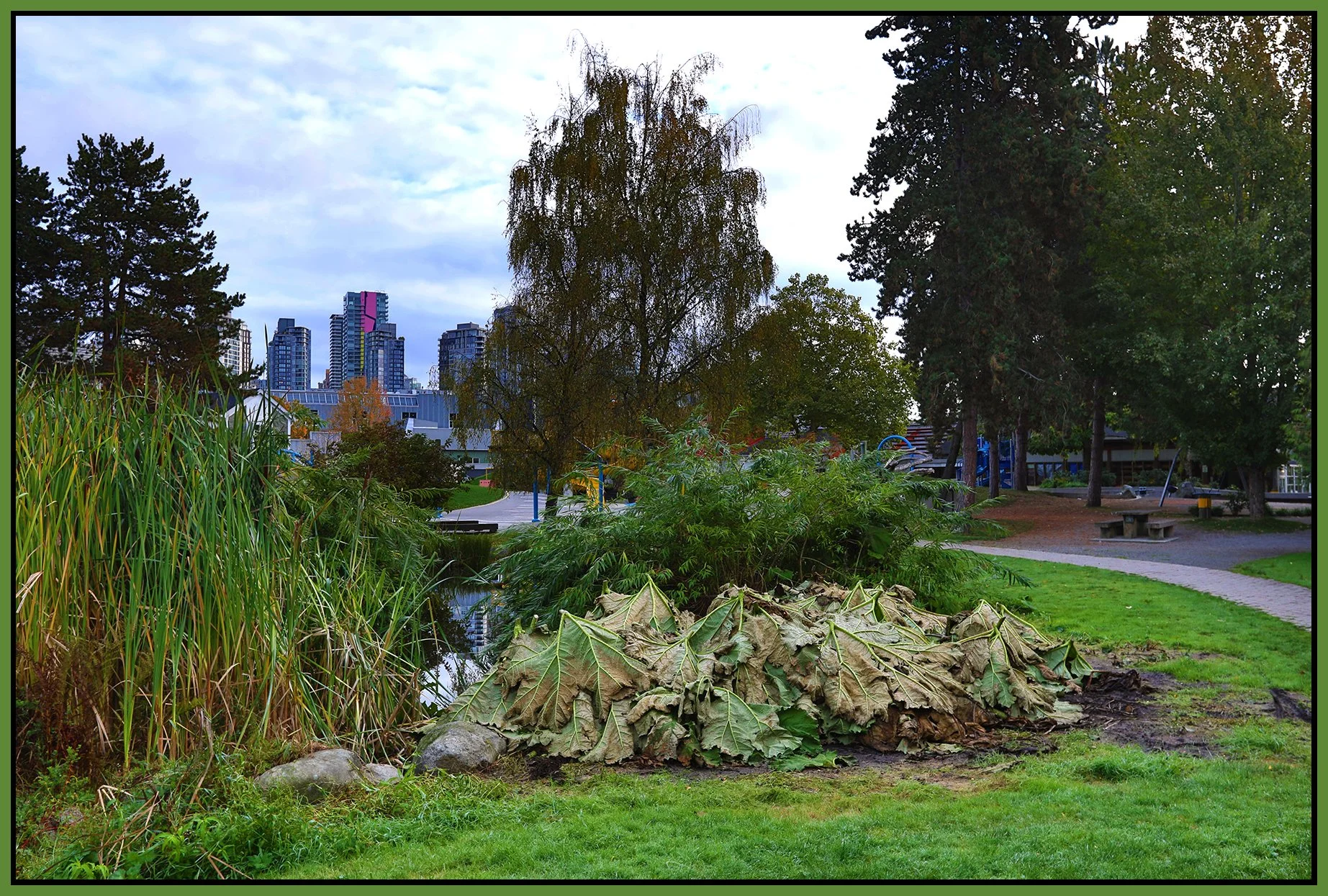 Granville Is Plants_Oct 16_2020_HDR_4G8391_4x6s.jpg