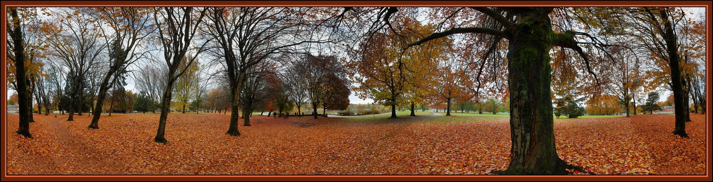Trout Lake Trees 360_Nov 11_2020_HDR_Pan_4G3764_2_peDehaze_Snstbrdr_4x17s.jpg