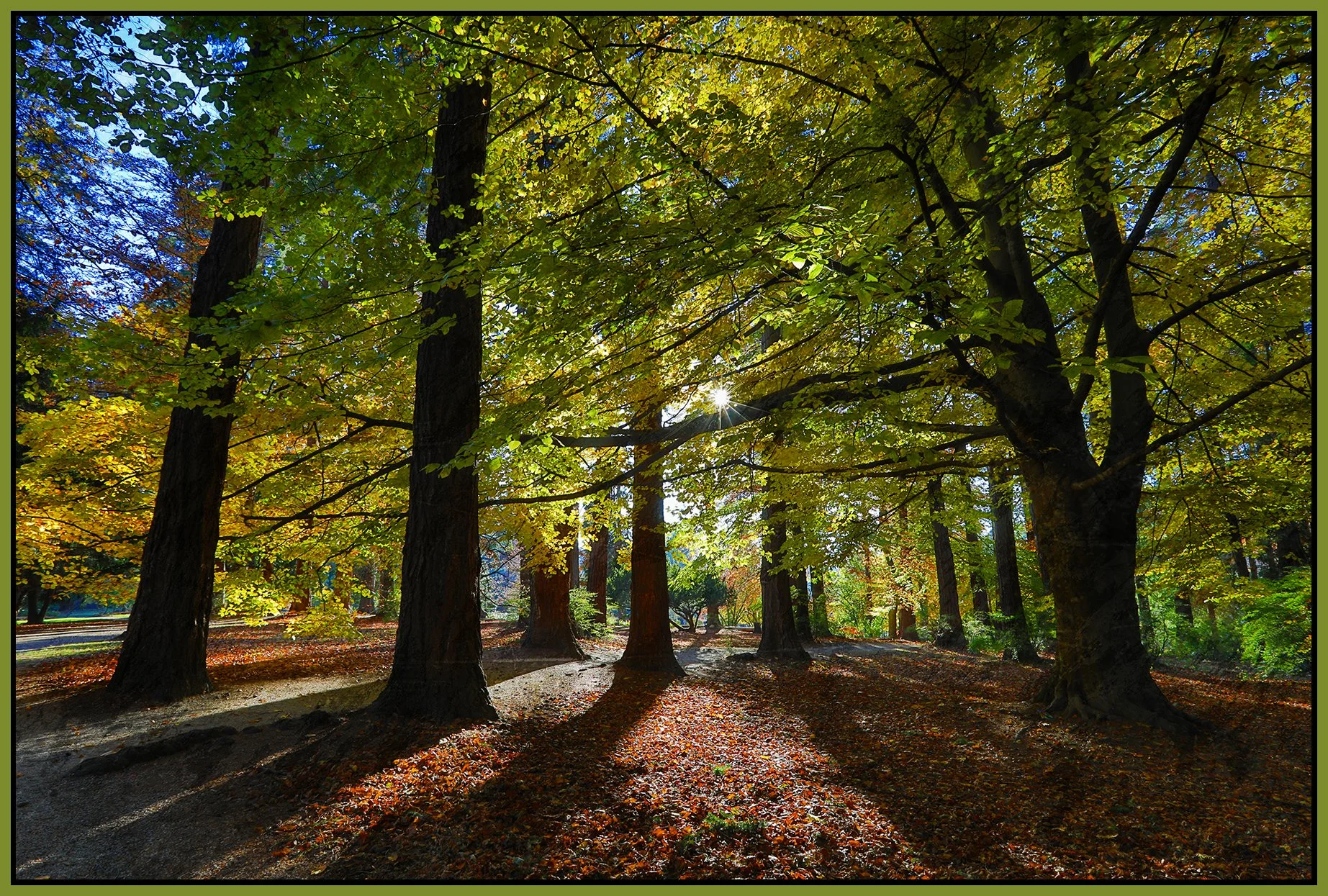 Stanley Pk Trees_Nov 18_2022_HDR_5C7034_peFeffcts006_4x6s.jpg