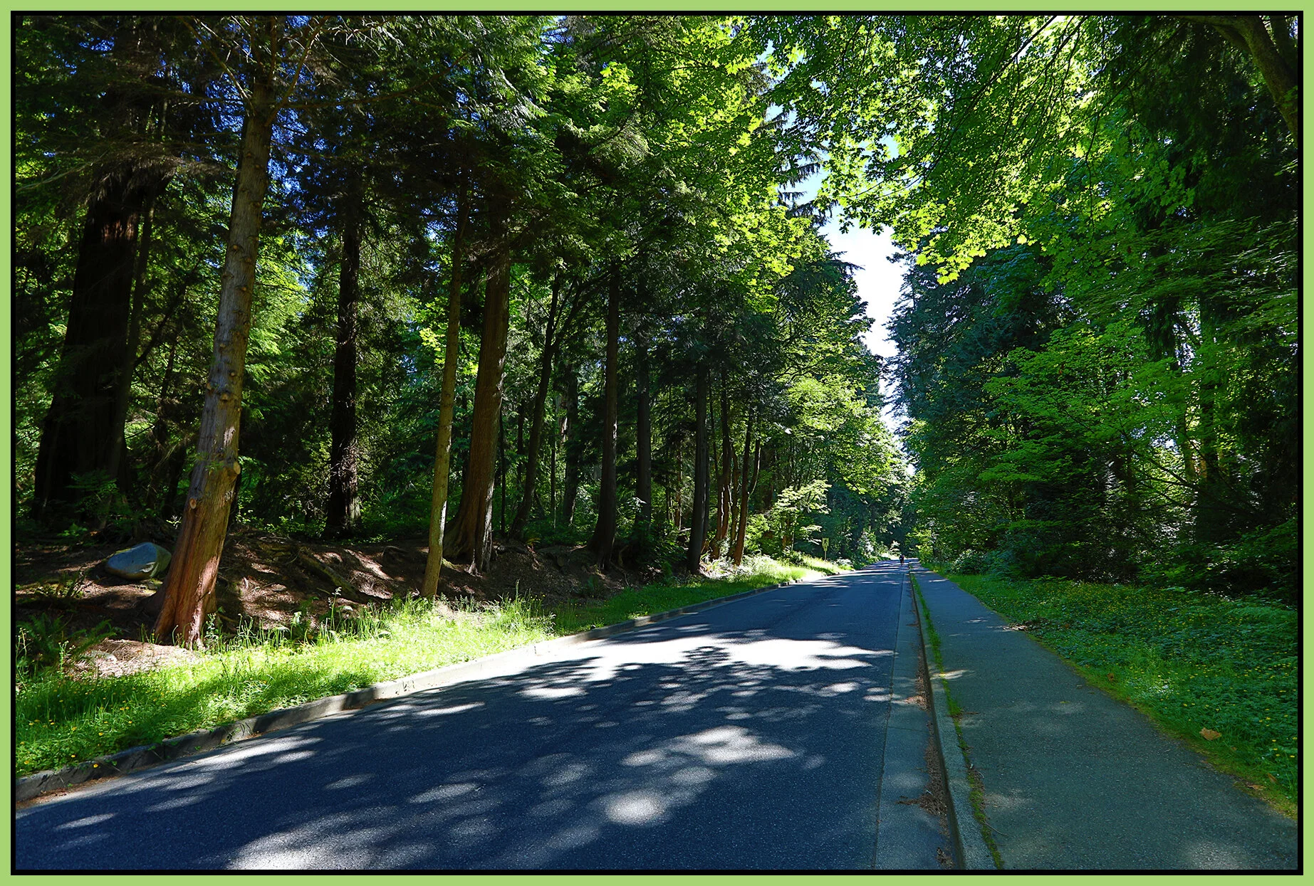 Stanley Pk Trees_Jun 20_2021_HDR_5A9547_4x6s.jpg