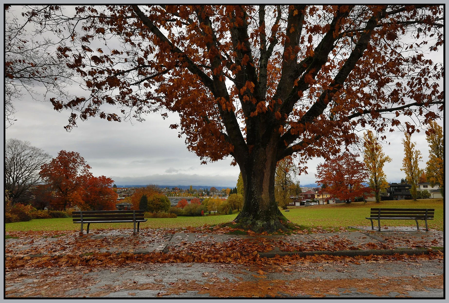 Falaise Pk Tree_Nov 4_2020_HDR_4G1820_4x6s.jpg