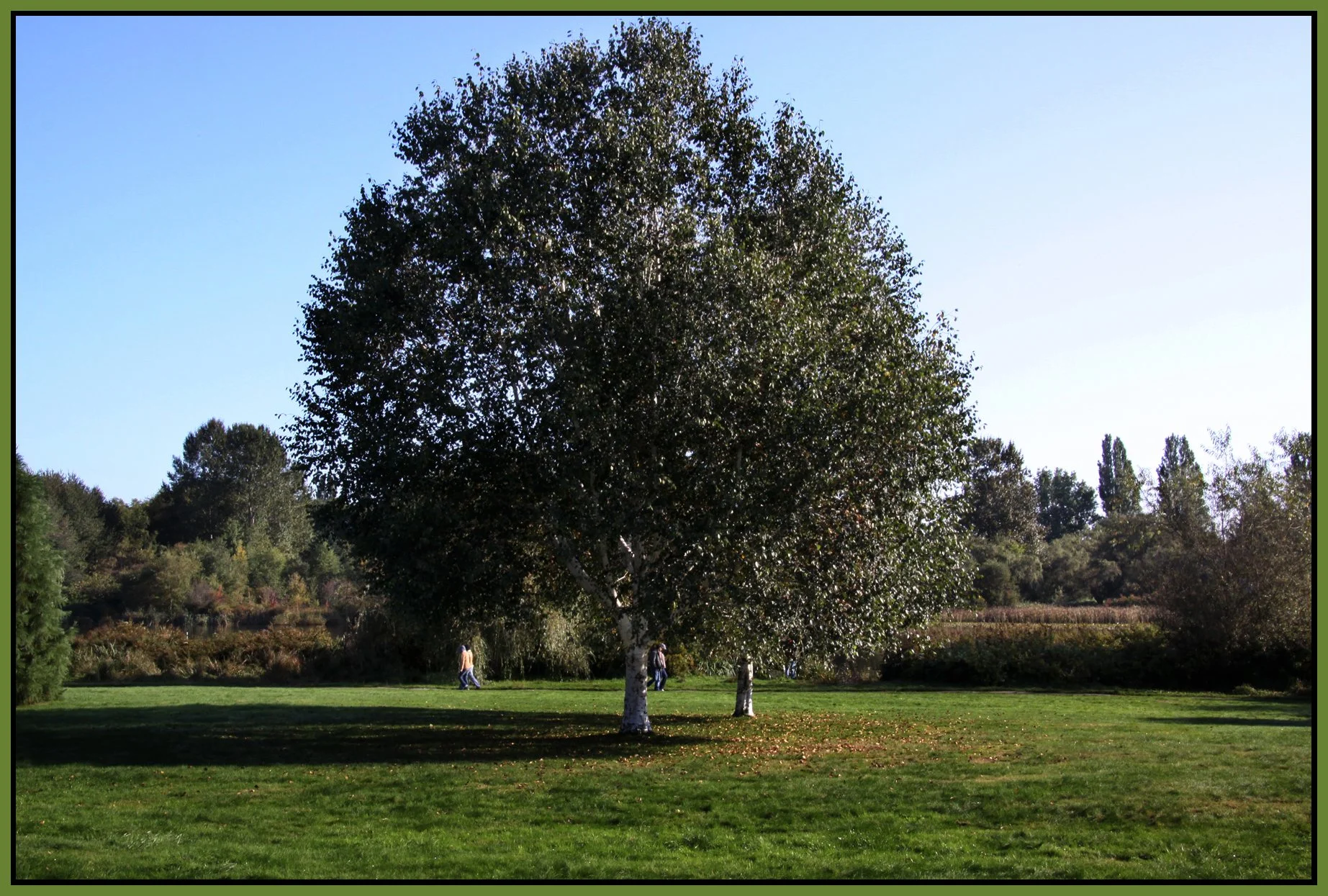 Trout Lake trees_Oct 17_2011_9707_4x6s.jpg