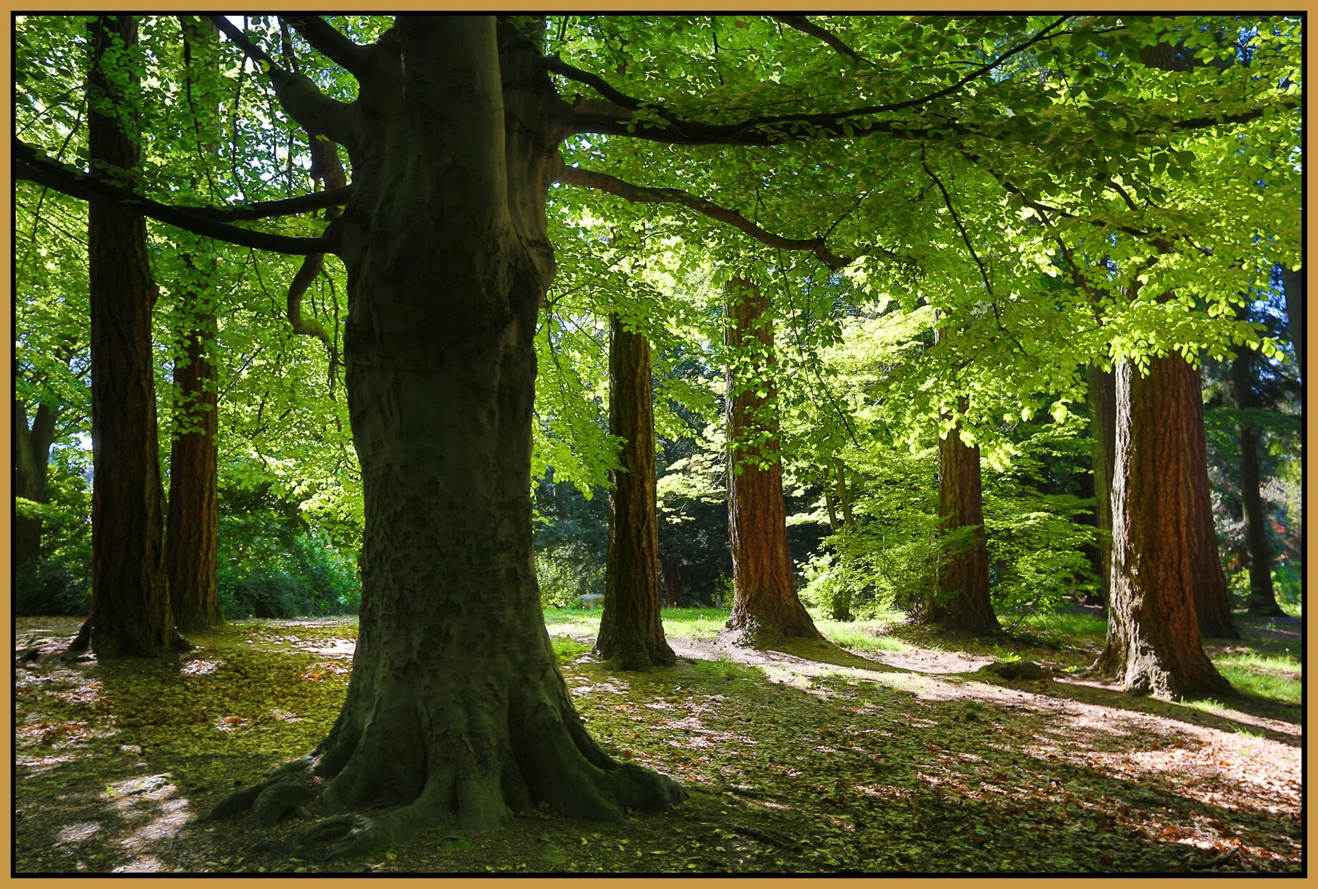 Stanley Pk Trees_May 2_2016_HDR_K0156_4x6s.jpg