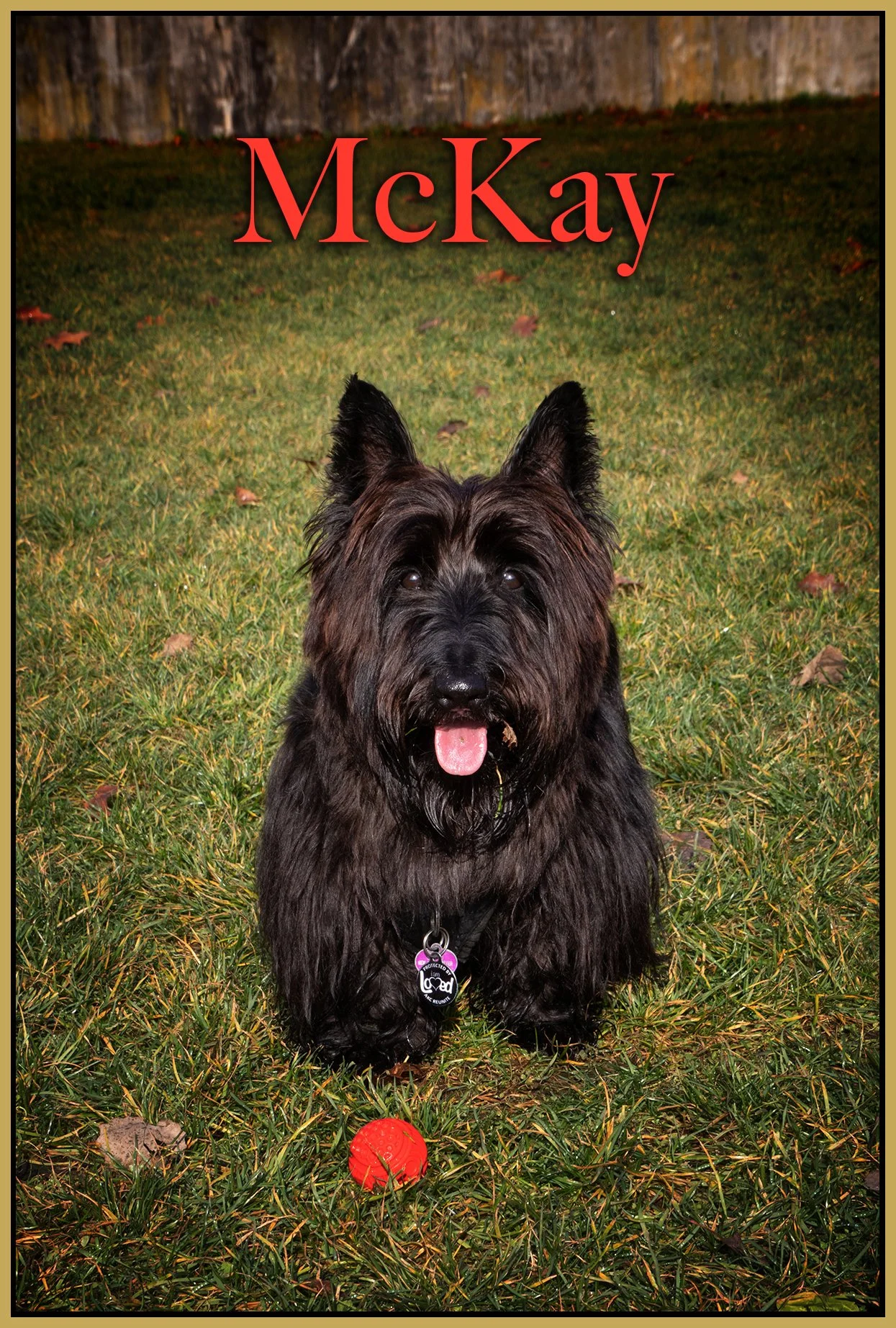 McKay New Westminster_Nov 10_2019_CR2_F2562_peDecRadVig_4x6s.jpg