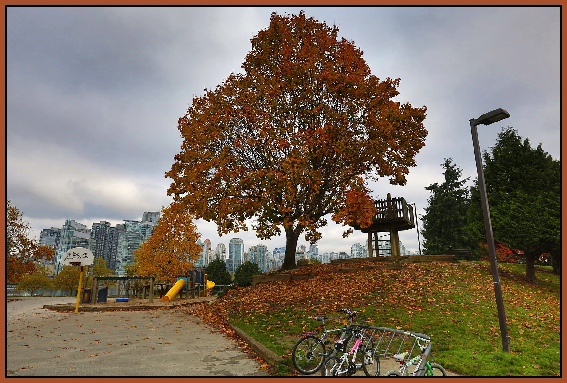 Charleson Park Tree LkgN_Nov 3_2015_HDR_H9653_4x6s.jpg
