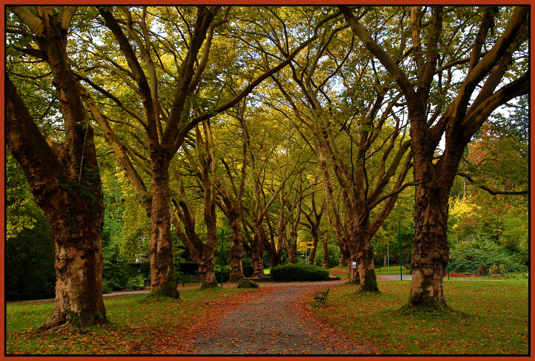 Stanley Pk Trees_Oct 5_2016_HDR_L0924_4x6s.jpg