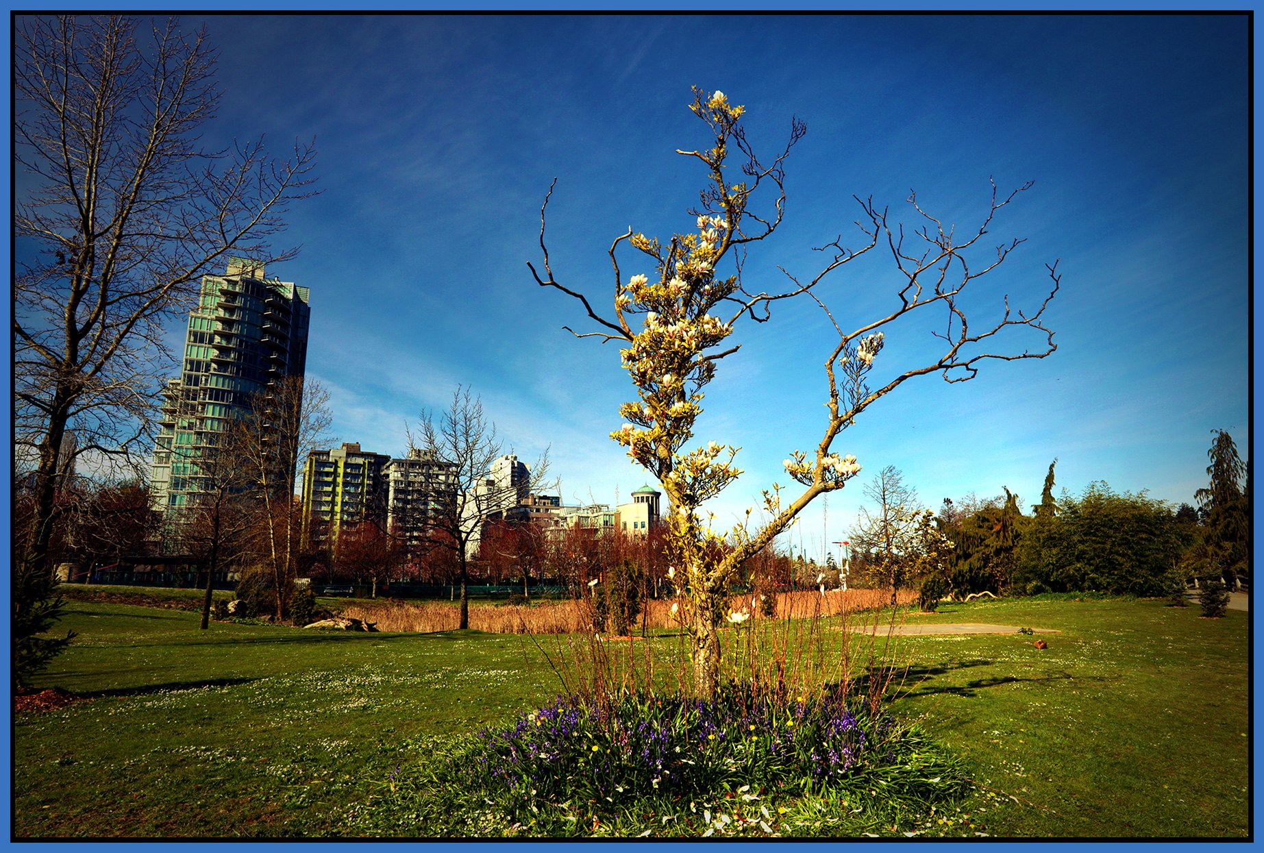 Devonian Harbour Park Tree_Apr 20_2026_HDR_4L2616_peDrkImpct_4x6s.jpg