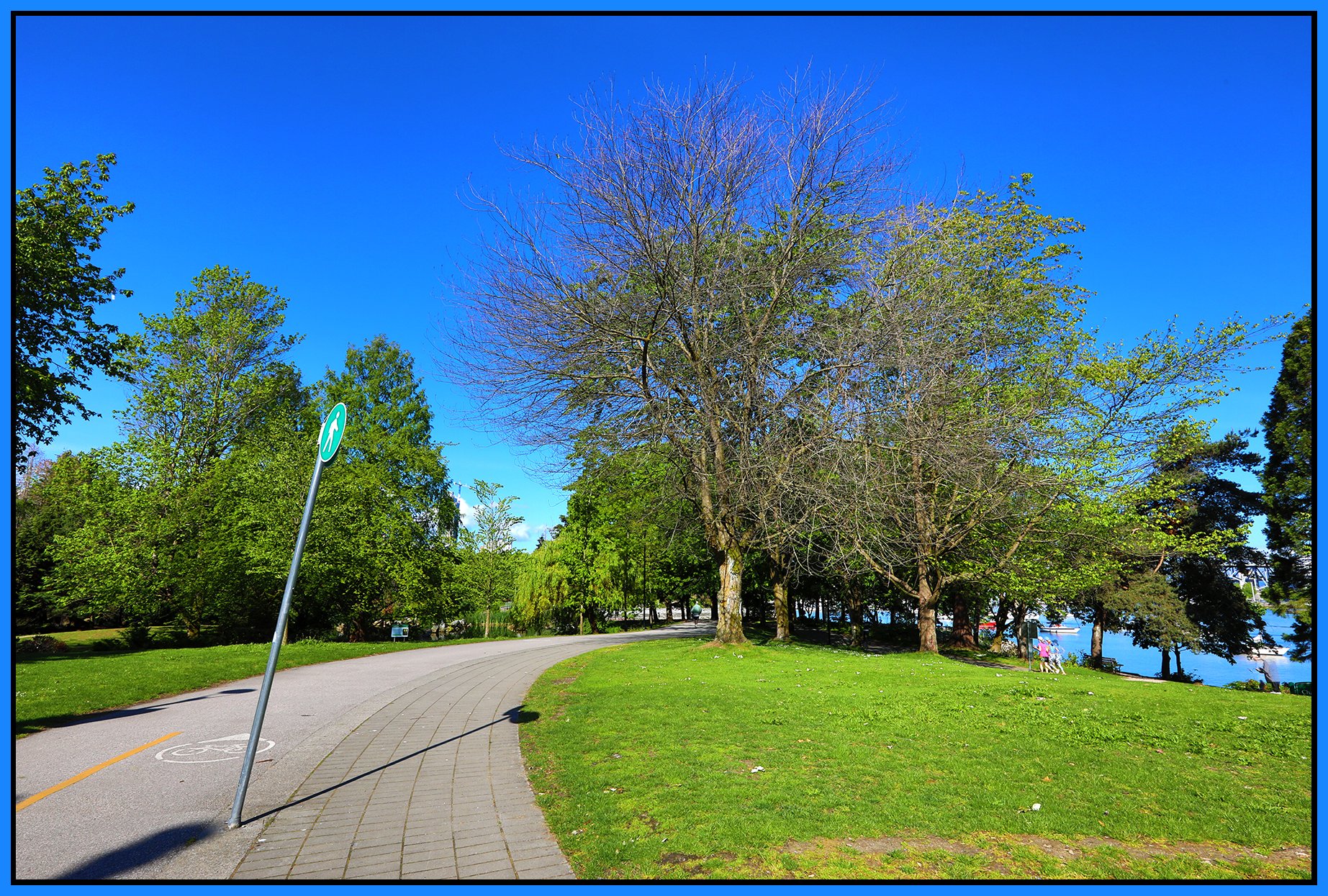 Charleson Park Tree_May 20_2024_HDR_4H9059_4x6s.jpg
