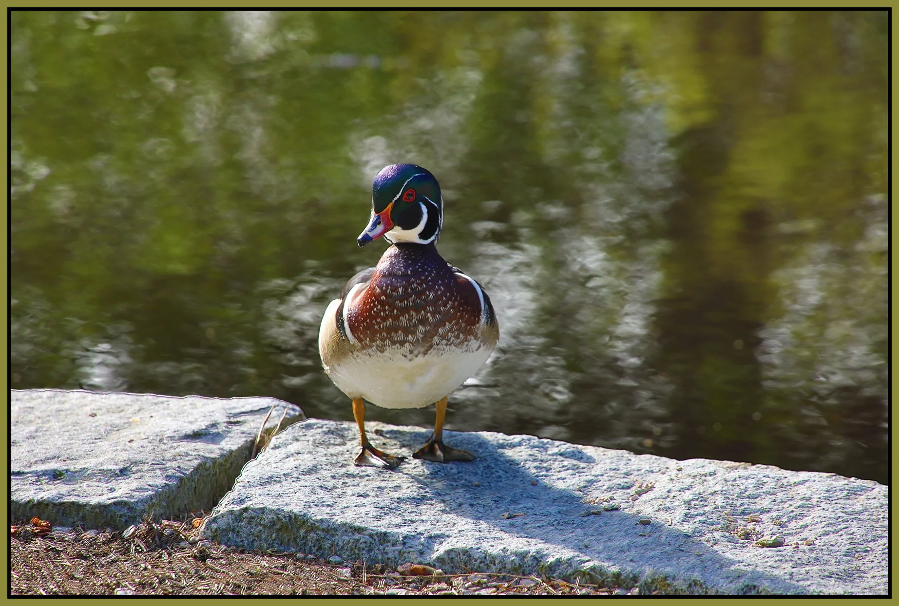 Duck at Lost Lagoon_May 19_2022_HDR_4G9589_4x6s.jpg