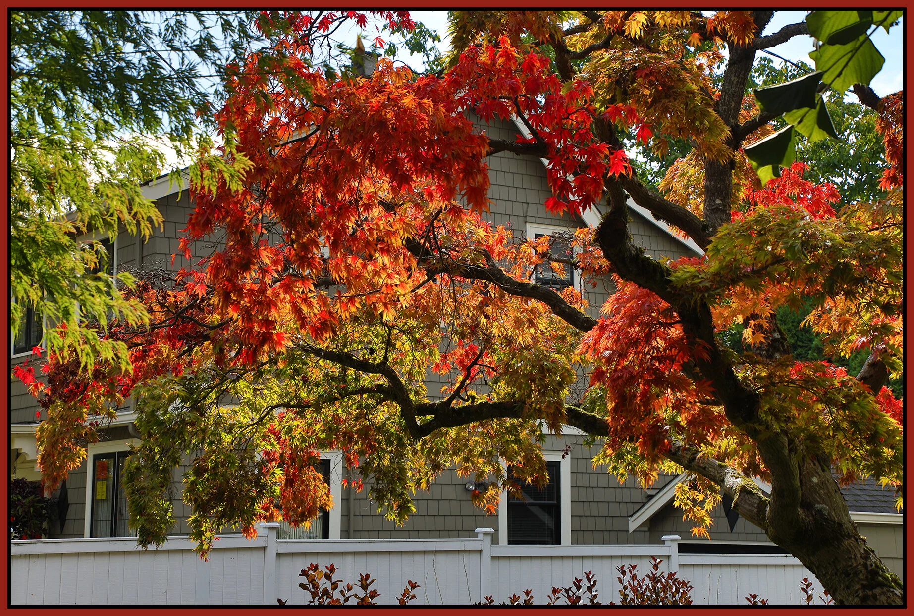 314 2nd St New West Fall Leaves_Oct 7_2021_HDR_4G3685_4x6s.jpg