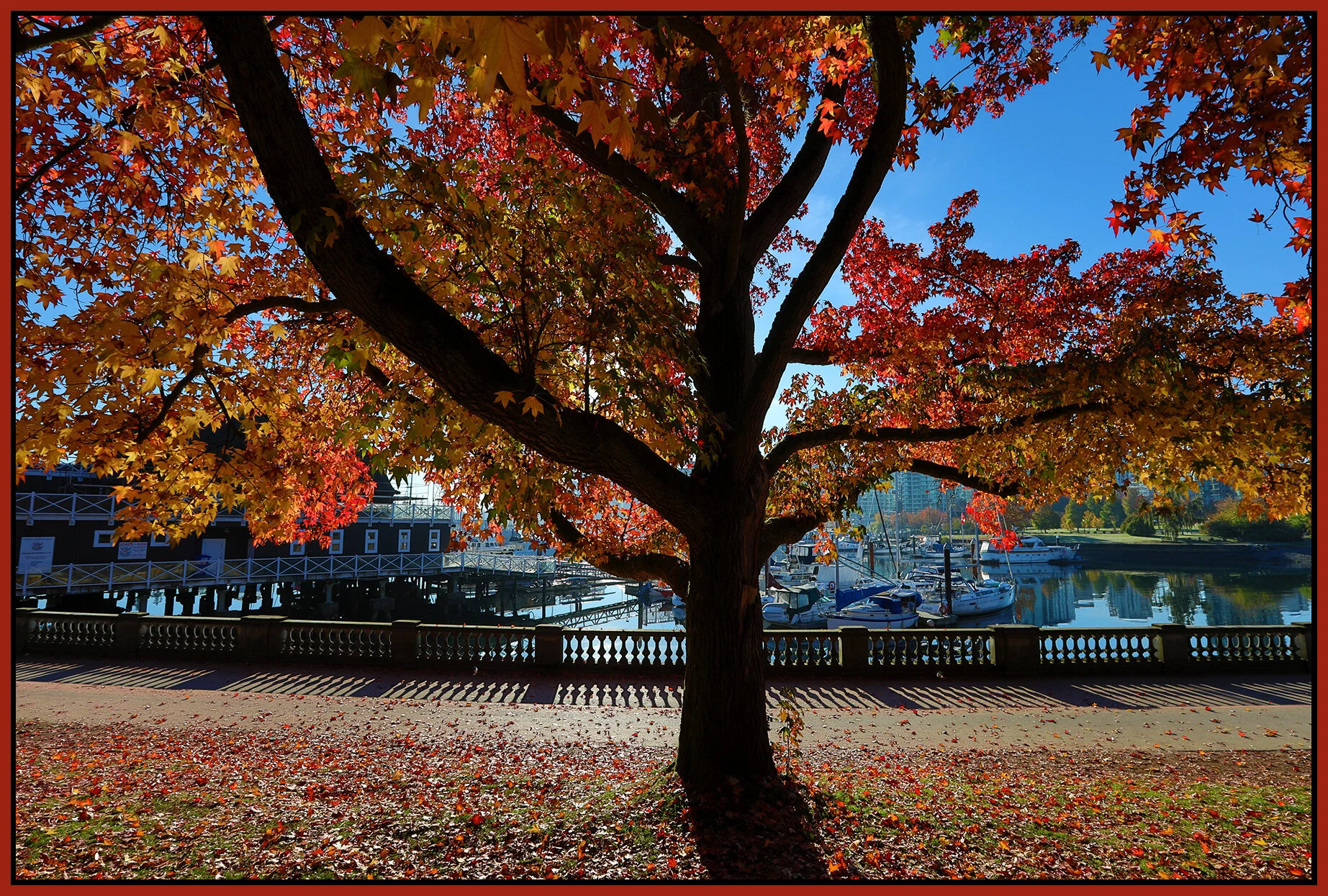 Stanley Pk Tree_Oct 17_2018_HDR_D8880_4x6s.jpg
