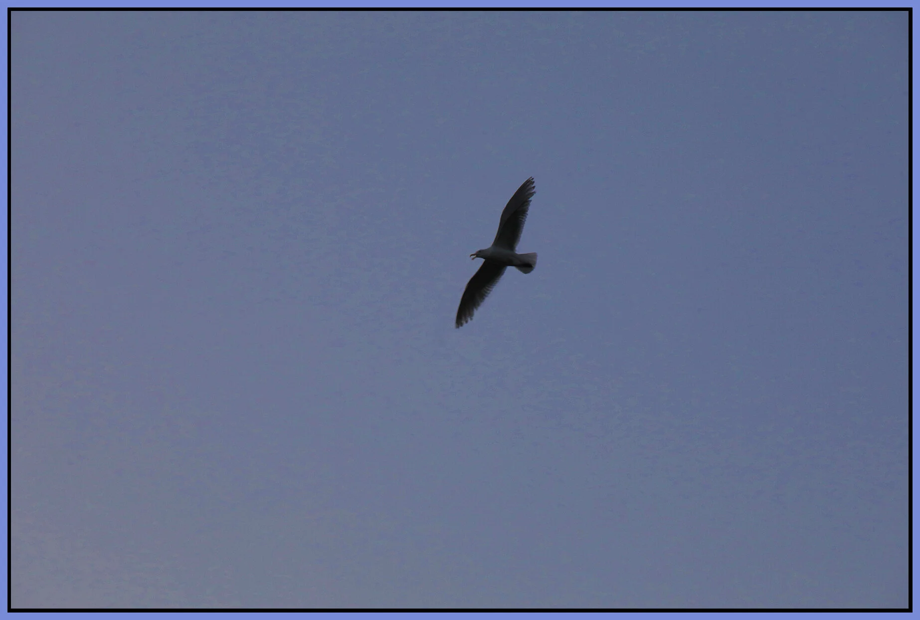 Seagull_Jul 7_2021_HDR_4G0296_4x6s.jpg