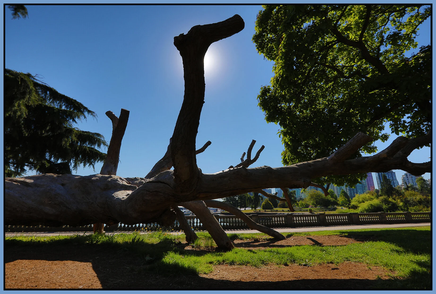 Stanley Pk Tree_Jul 27_2020_HDR_4F6413_4x6s.jpg