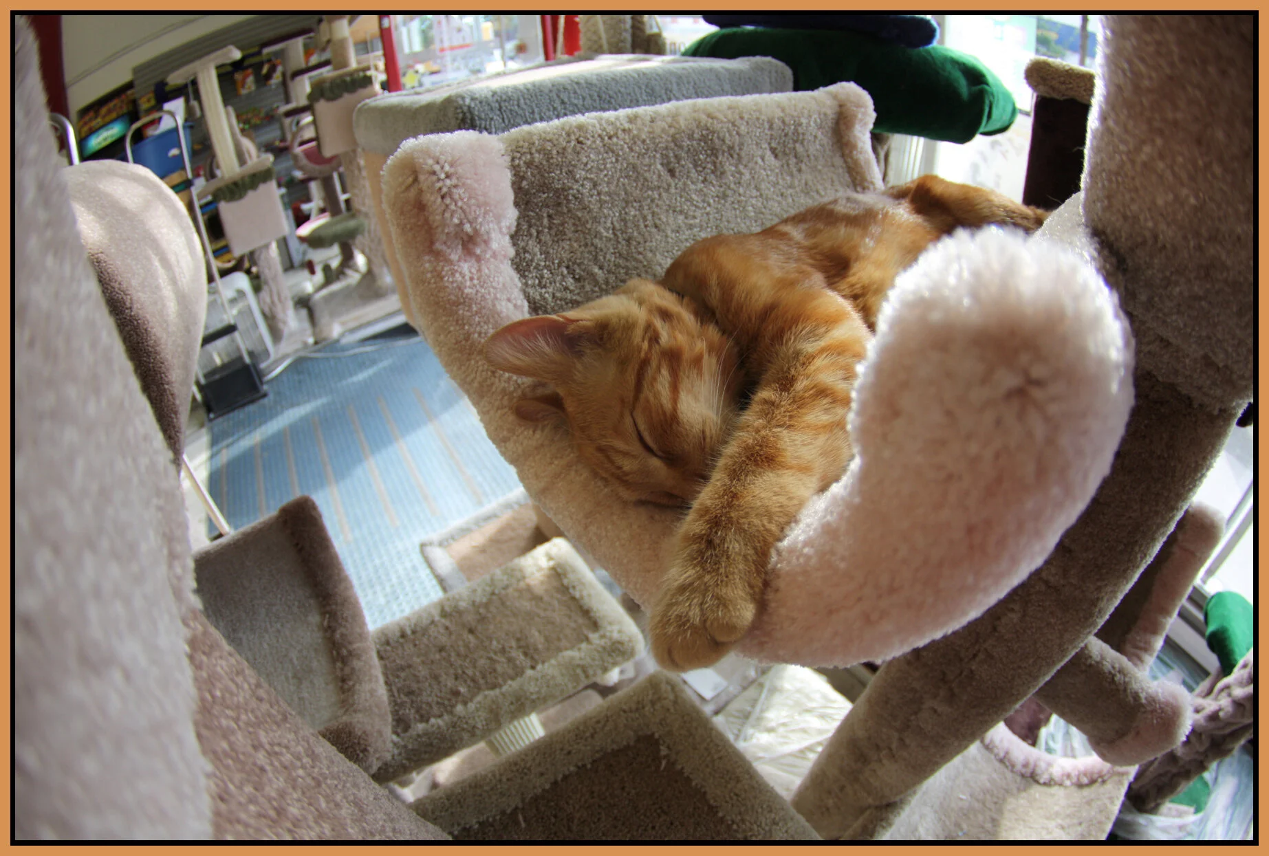 Mr.Pet Snoozing_4x6s.jpg