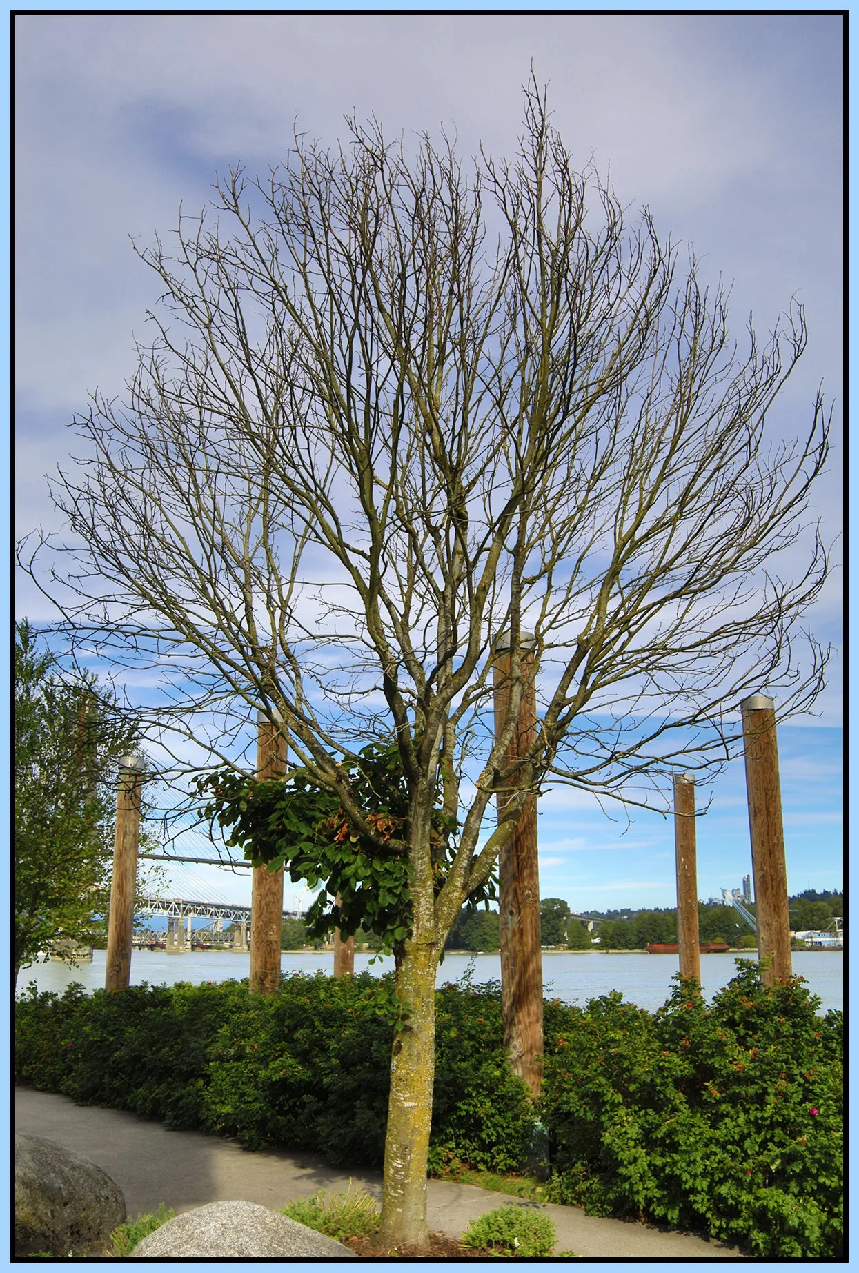 New West Tree_Jul 30_2026_HDR_4L8100_4x6s.jpg
