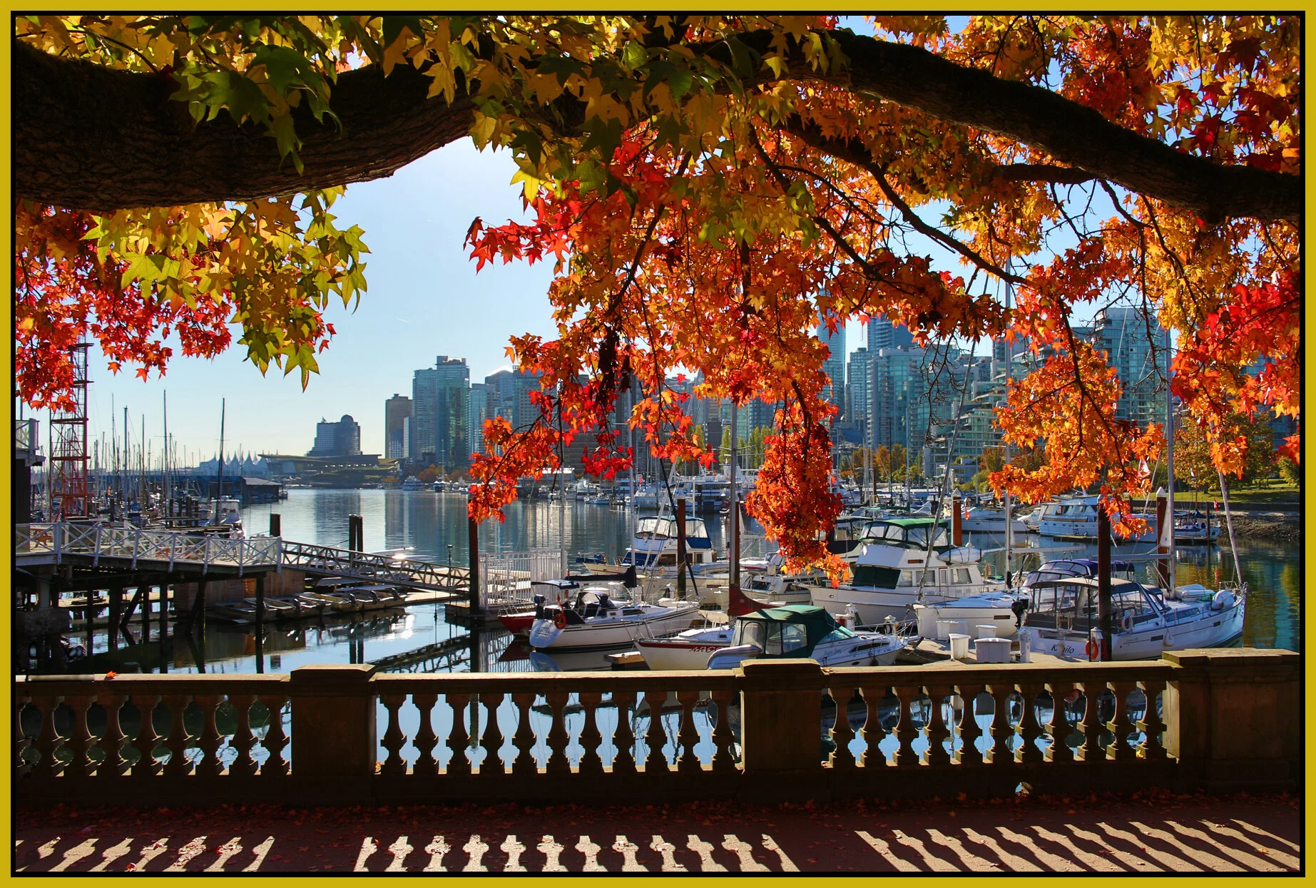 Stanley Pk Tree_Oct 11_2016_HDR_L1270_4x6s.jpg