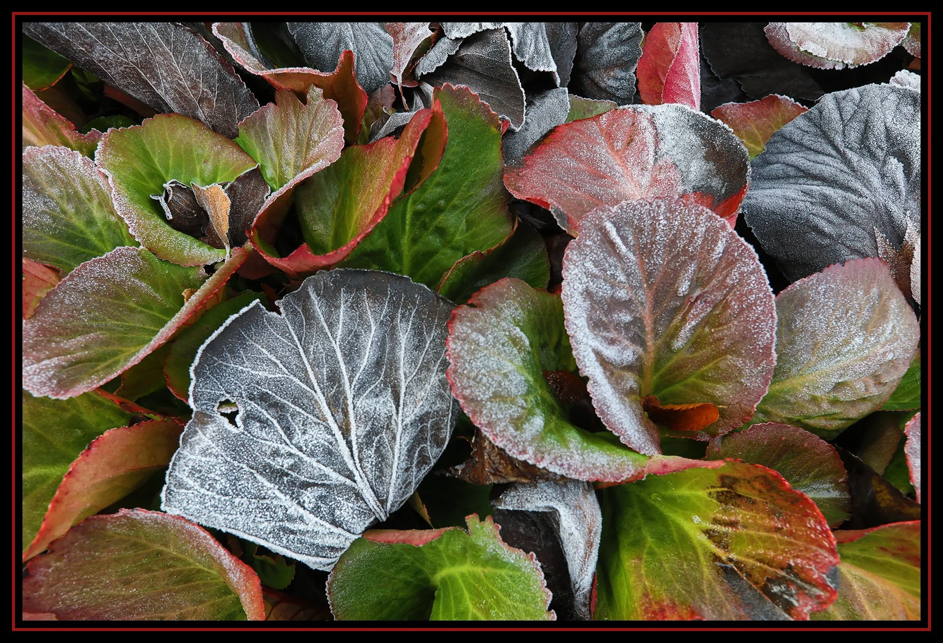 Flowers in Snow_Dec 24_2020_HDR_4G0656_4x6s.jpg