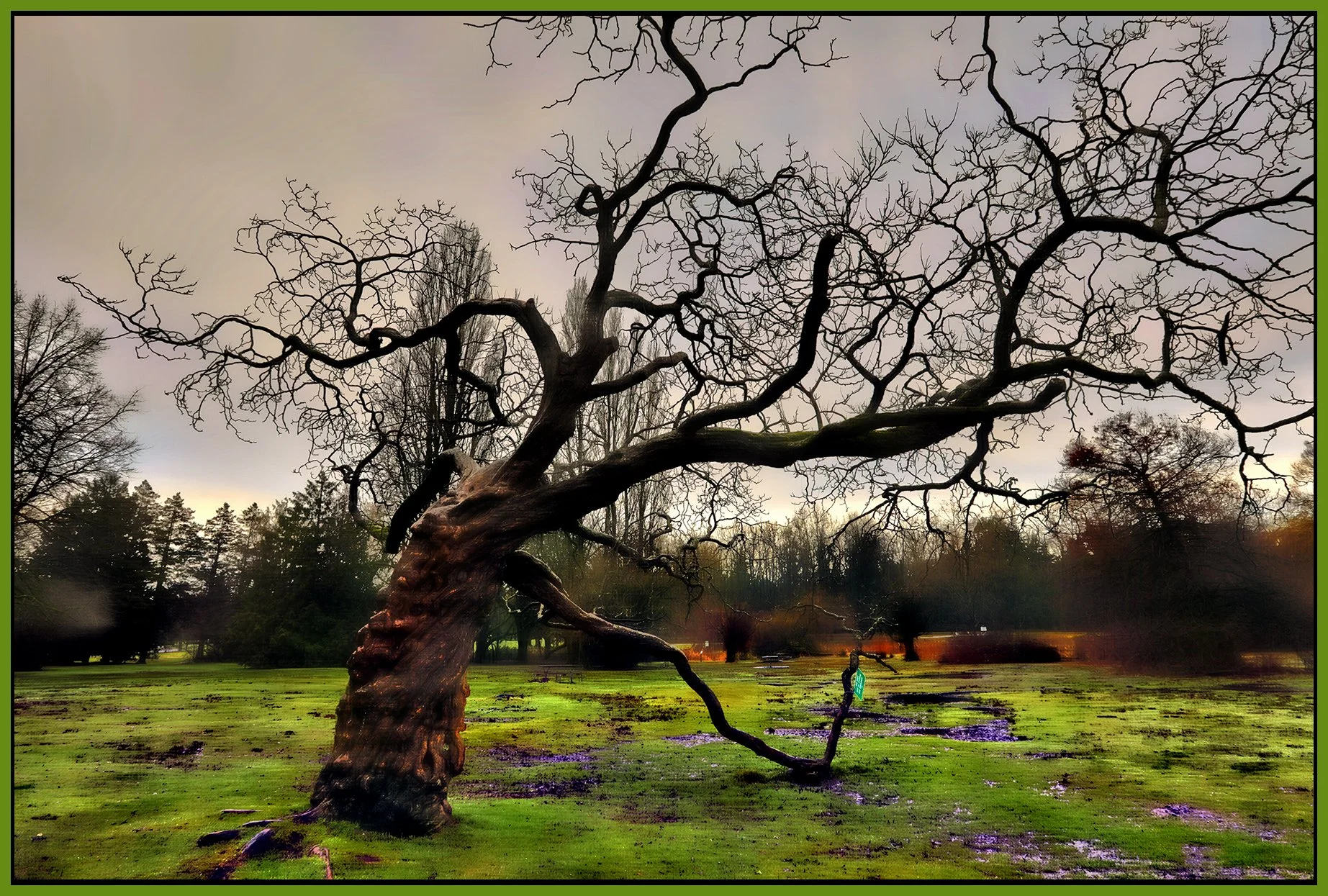 Jericho Park Tree_Feb 4_2026_HDR_4K7842_peHdr2013_PolitRainbow_Hyperstrip_1_4x6s.jpg