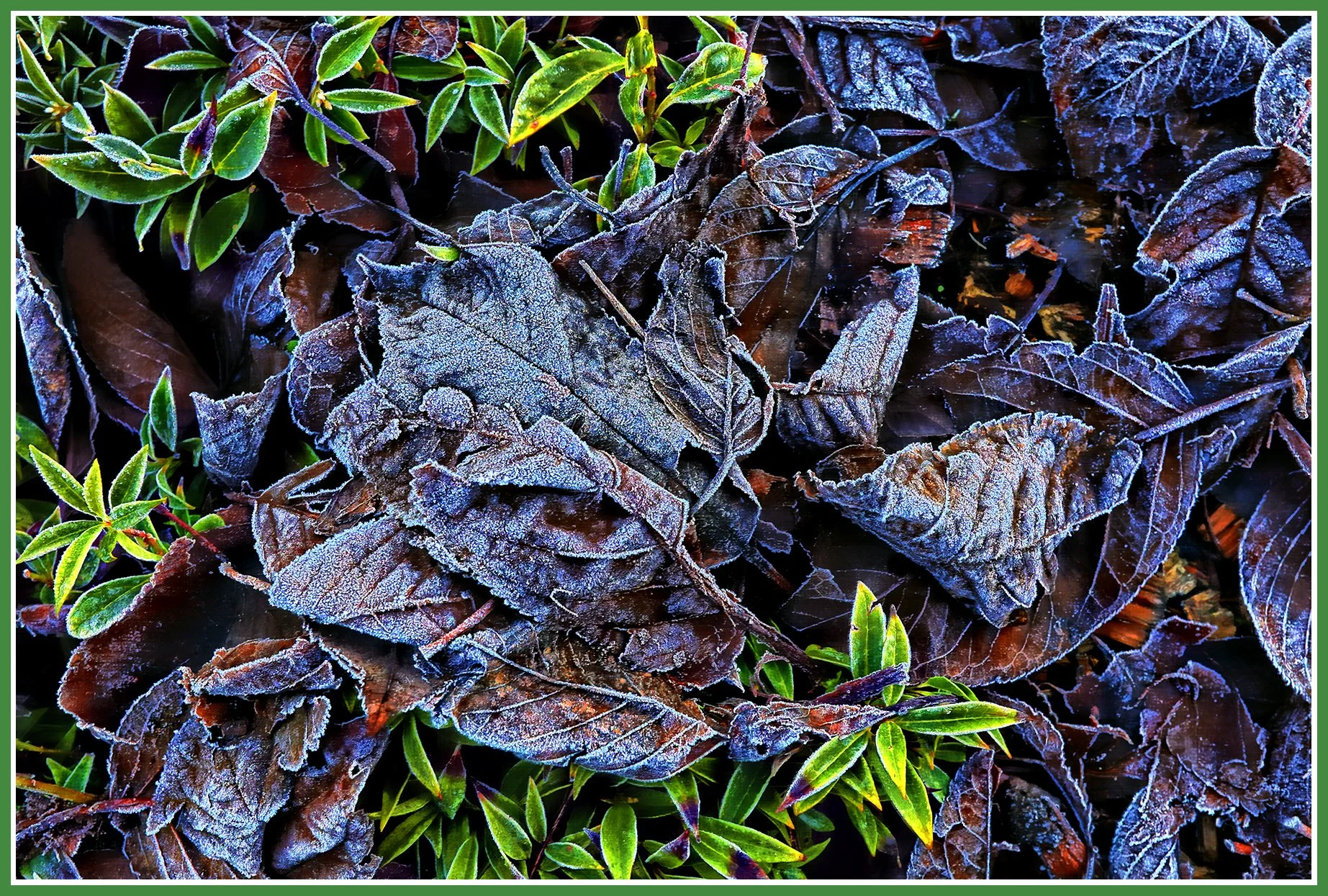 Frosty Leaves_Dec 19_2021_HDR_5A3110_peHdr2013_1_4x6s.jpg