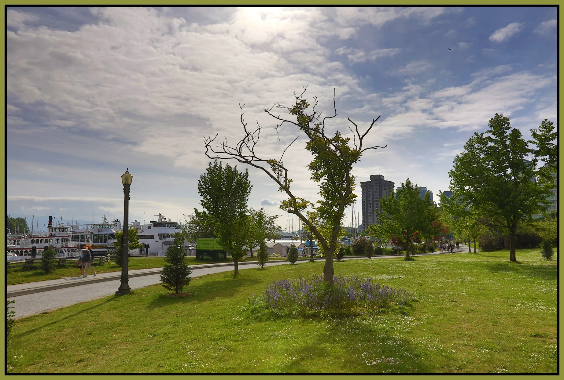 Devonian Harbour Park Tree_May 9_2026_HDR_4L3364_4x6s.jpg