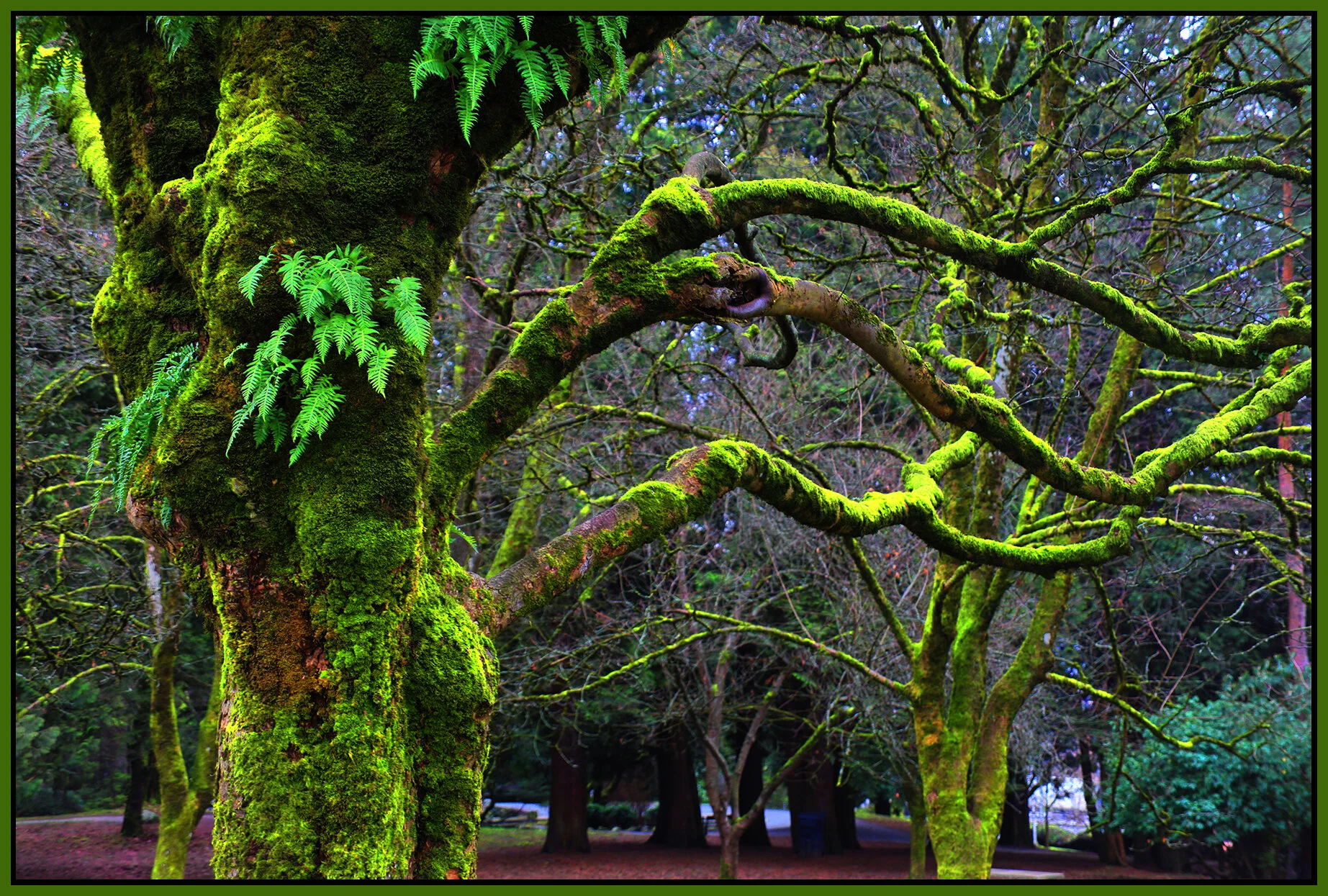 Queen's Pk Trees_Jan 27_2019_HDR_D5297_peUndrWtr_4x6s.jpg