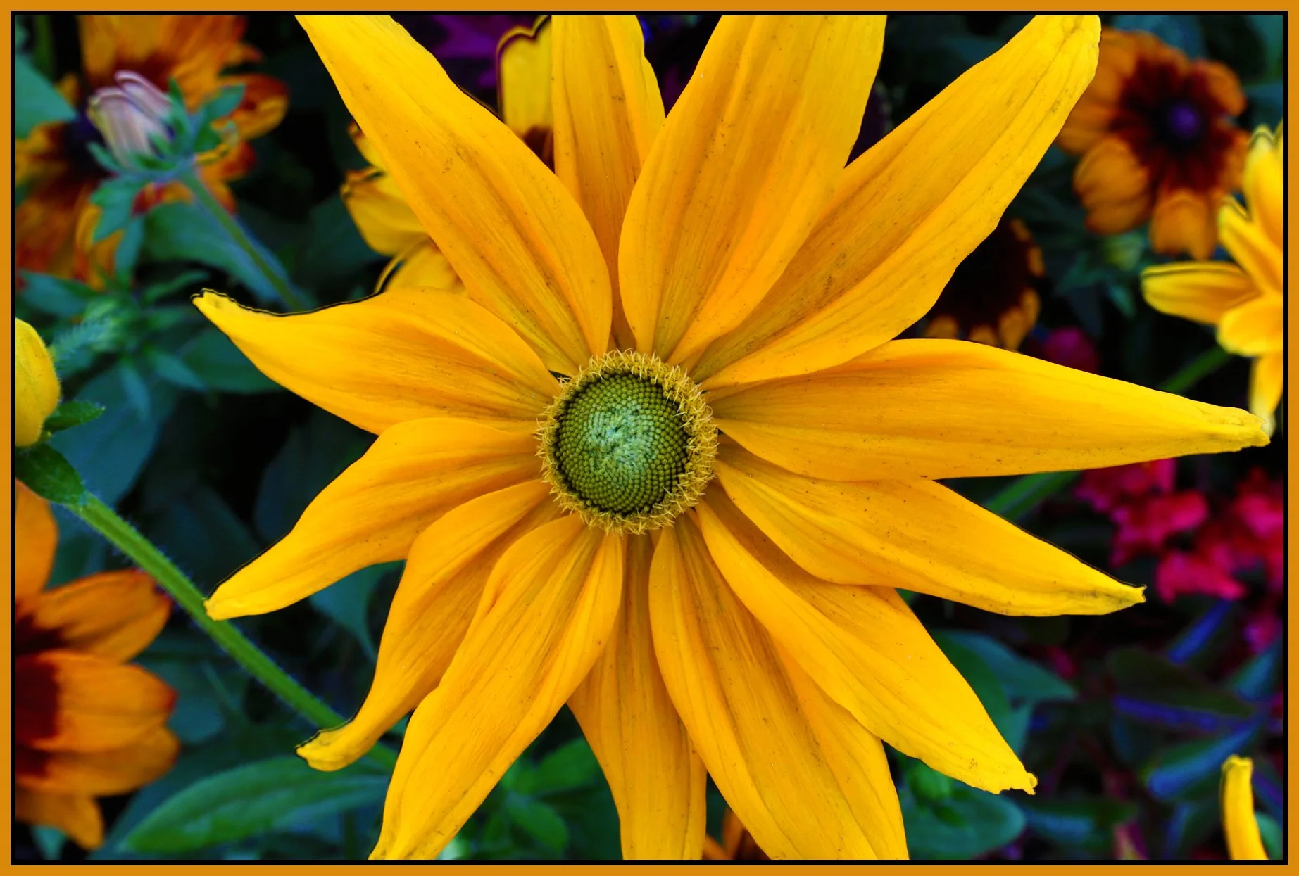Flowers_Aug 4_2014_HDR_F7063_4x6s.jpg