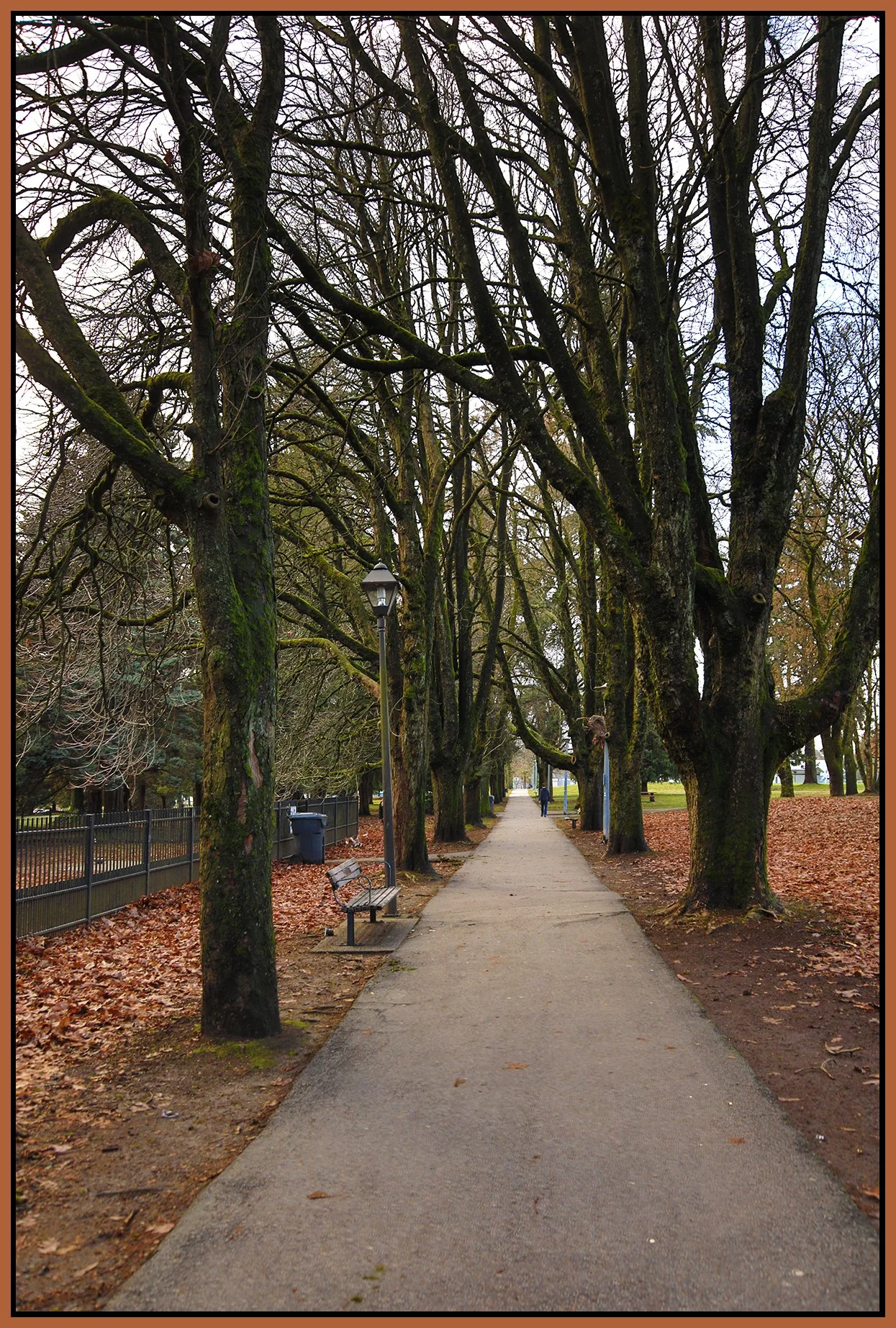 Moody Park Trees_Jan 19_2023_HDR_4H5296_4x6s.jpg
