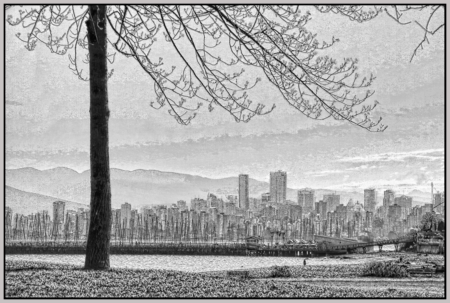 Jericho Beach Tree_Apr 22_2021_HDR_4G7724_peVibrClrs_SftrPncl_4x6s.jpg