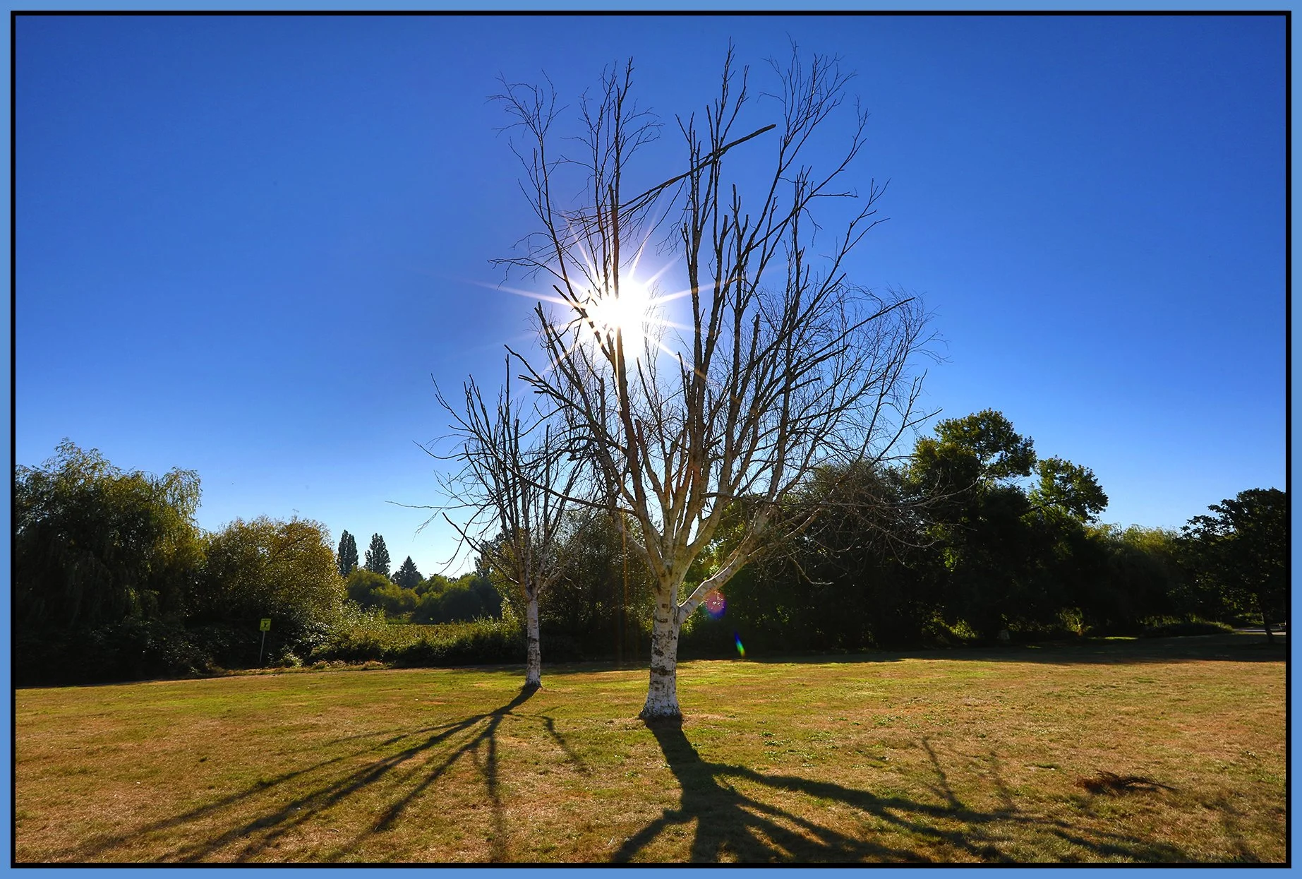 Trout Lake Trees_Aug 28_2020_HDR_4G2817_4x6s.jpg