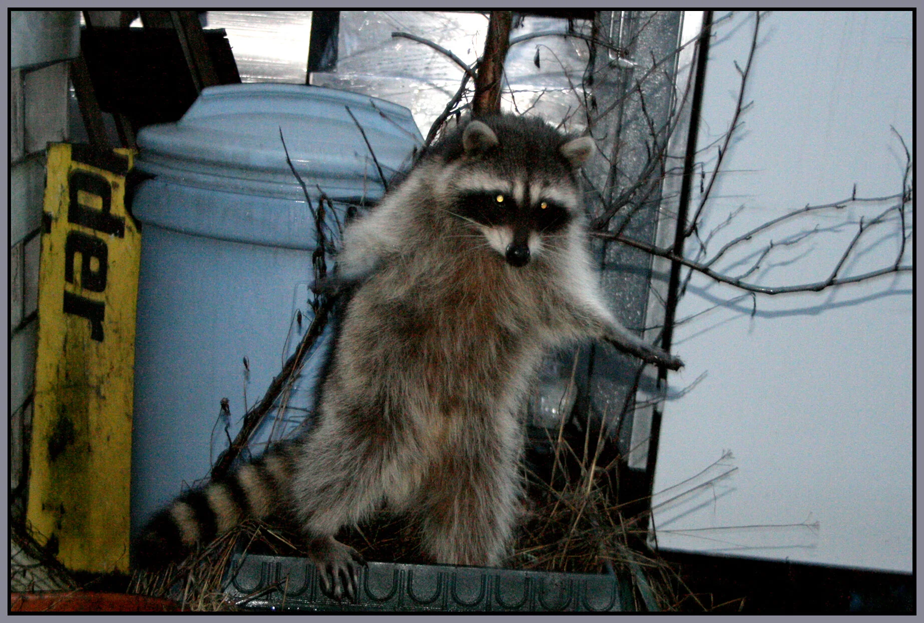Racoon_0918_1_4x6s.jpg