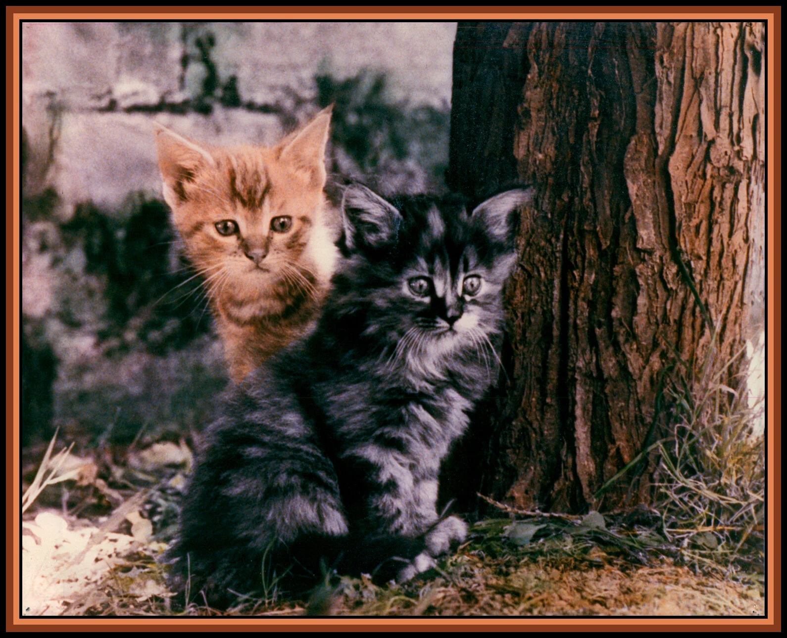 Surrey Kittens Kodak Scan_4x5_2s.jpg