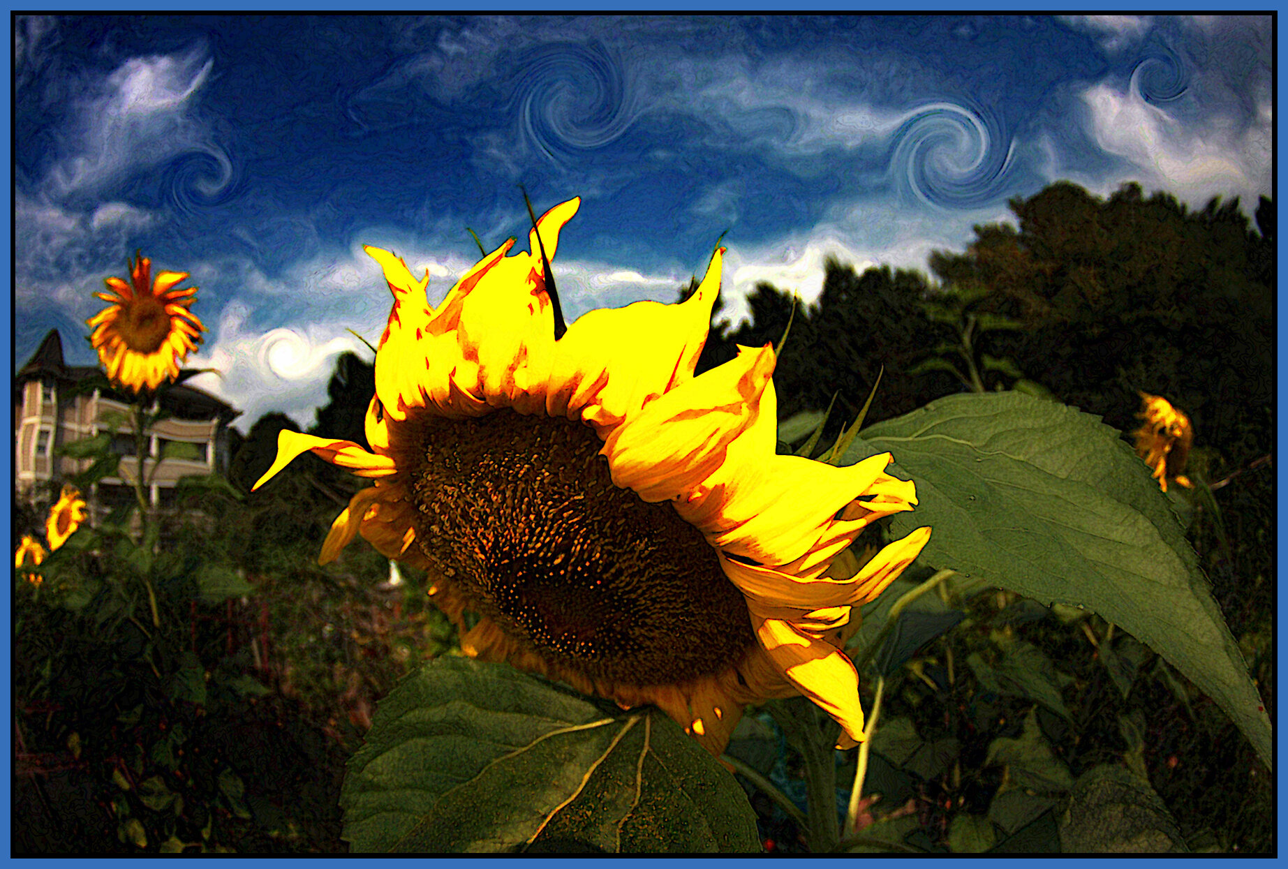 Sunflower_Sep 17 08_3193_x_4x6s.jpg