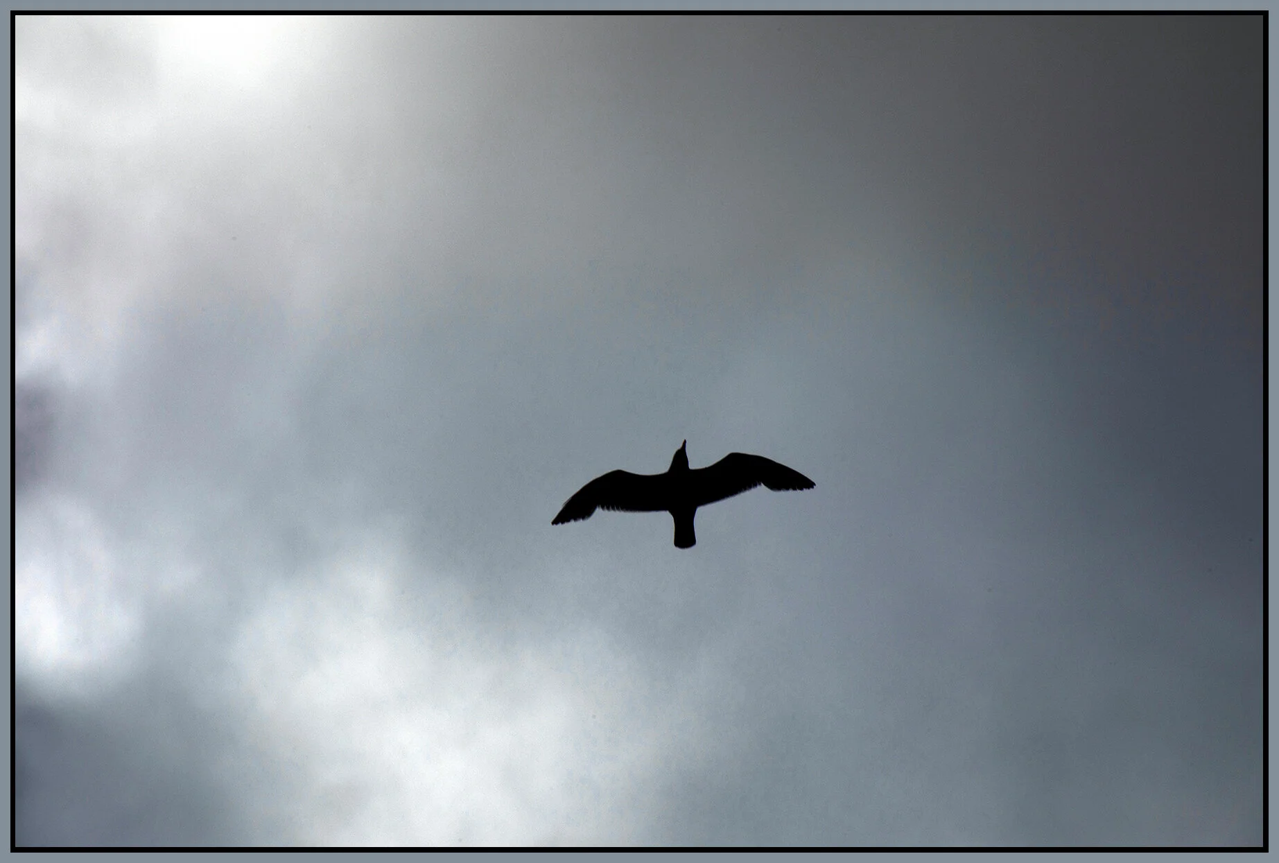 Seagull_Jun 15_2021_CR2_5A8505_peD&Ic_4x6s.jpg