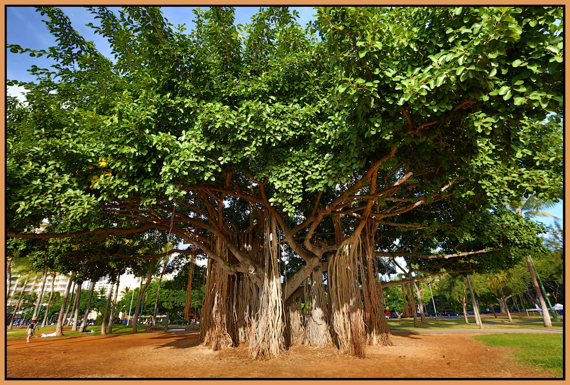 Hawaii Trees_Nov 16_2012_HDR_C8570_4x6s.jpg