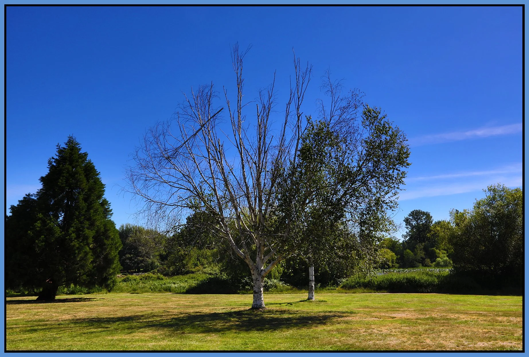 Trout Lake Trees_Jun 11_2019_HDR_E9859_4x6s.jpg