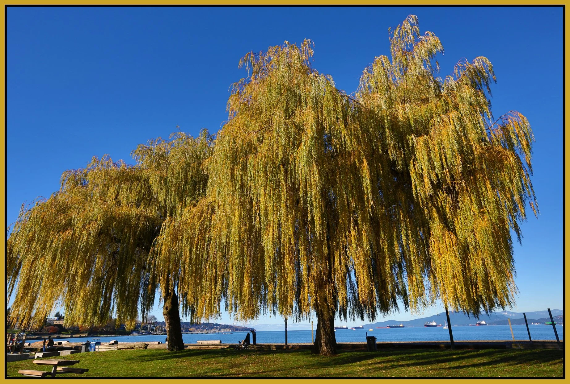 Kits Beach Trees_Nov 19_2015_HDR_H4098_4x6s.jpg