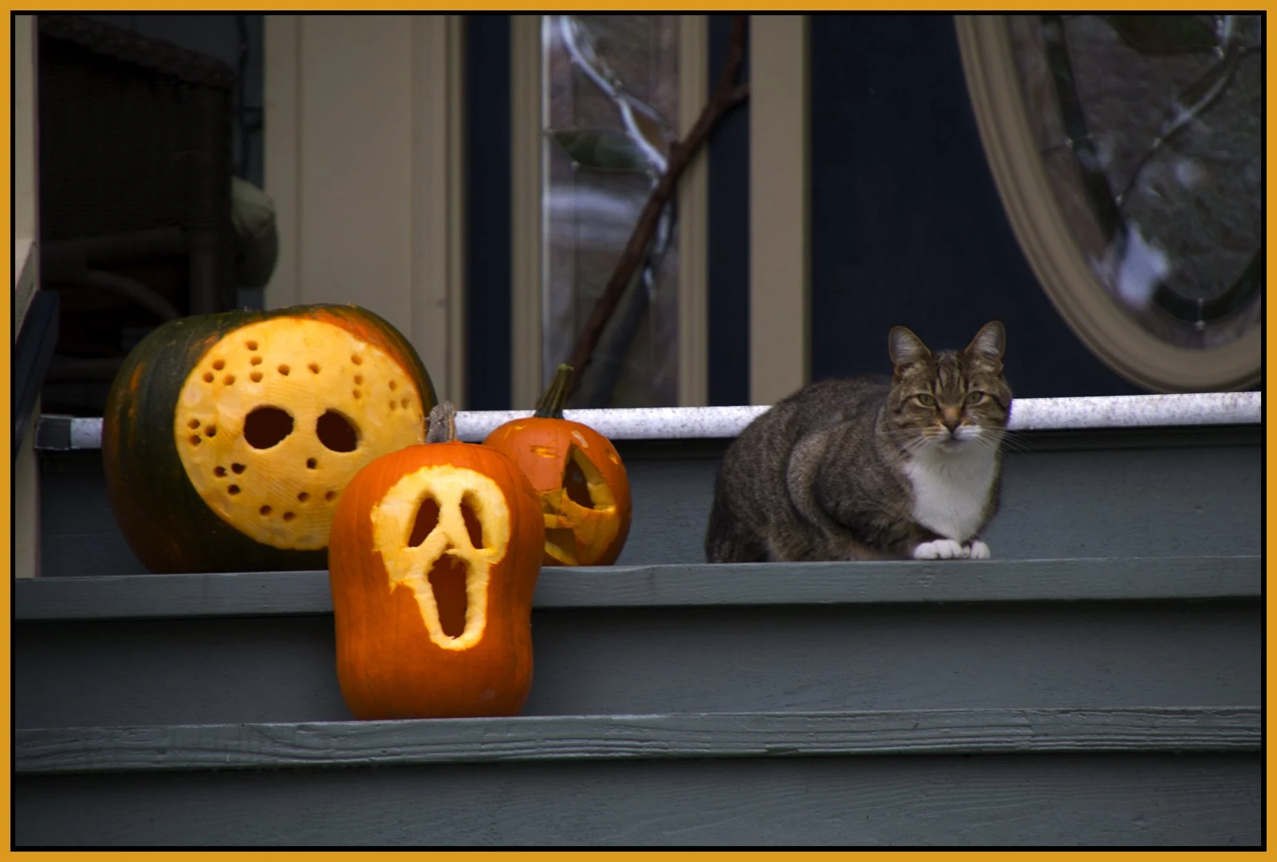 Pumpkins & Cat_Oct 31_2010_4203_4x6s.jpg