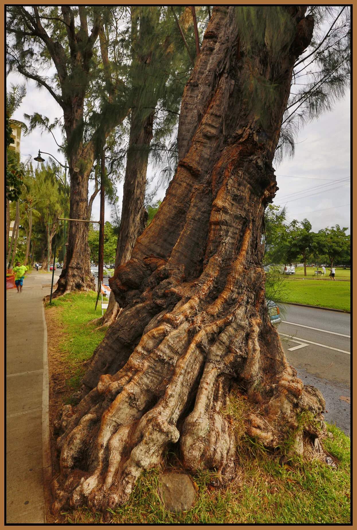 Hawaii tree_Nov 18_2012_C2190_4x6s.jpg