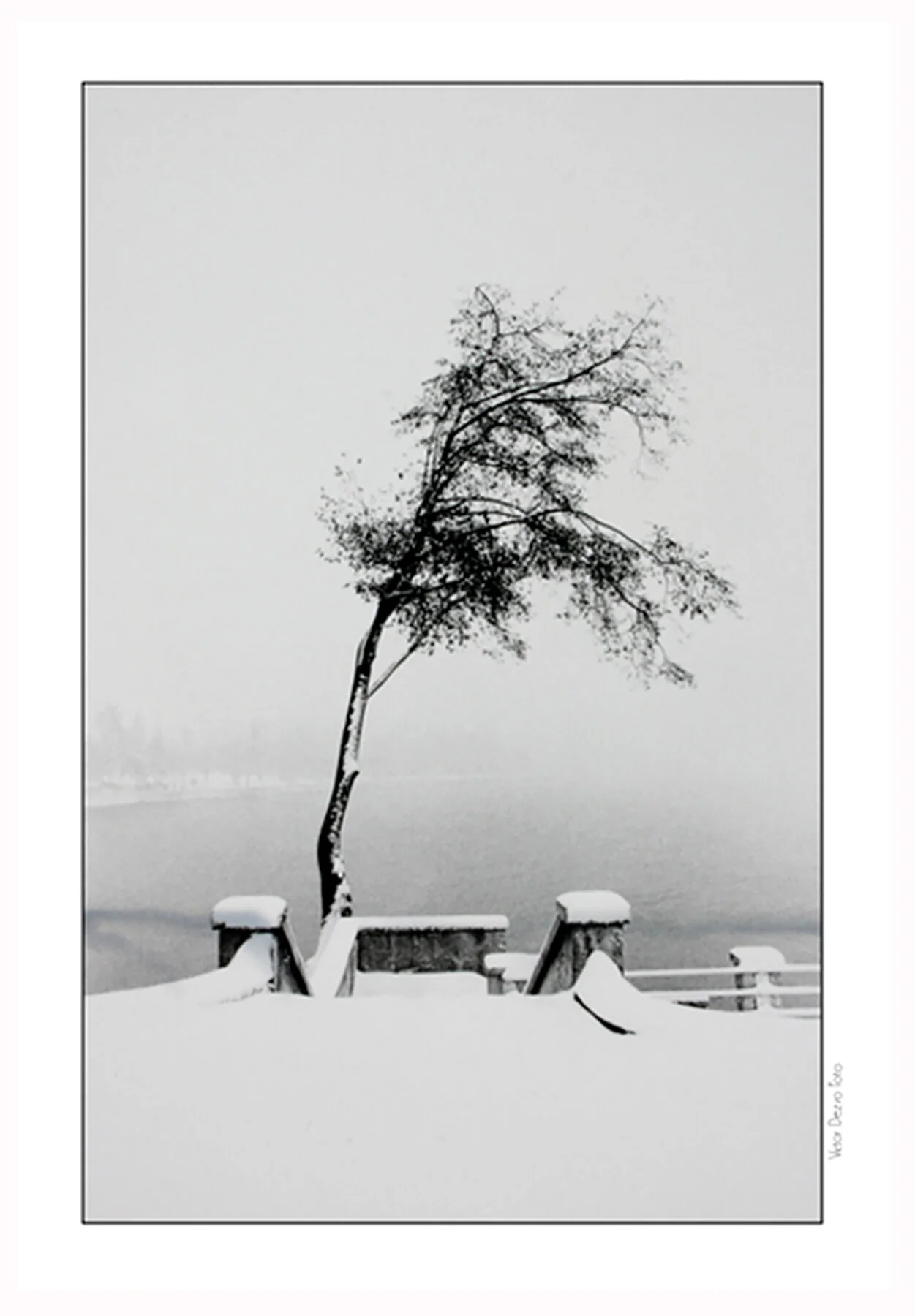 Stanley Pk Tree in Snow 1970_4x6.jpg