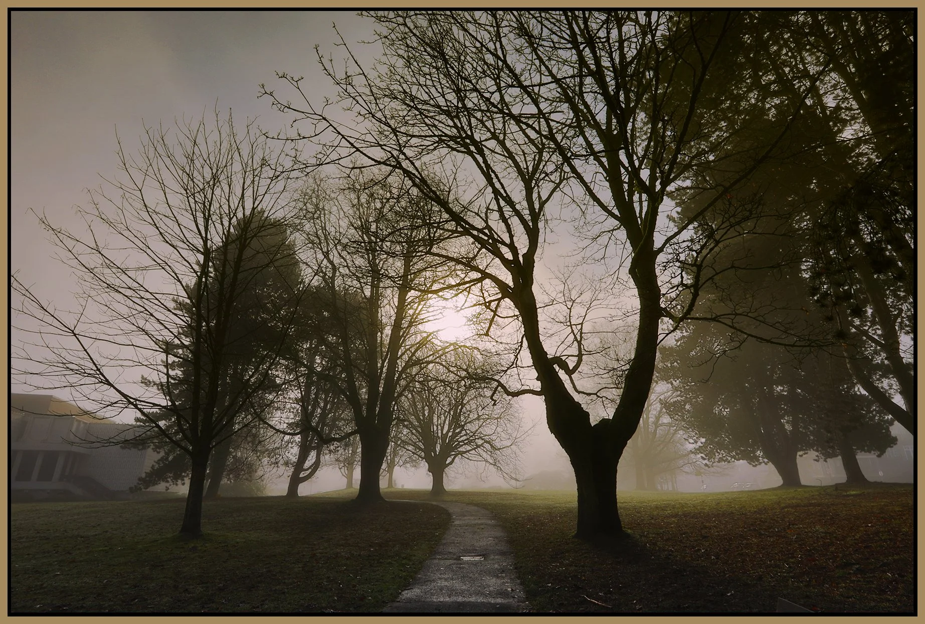 Vanier Park Trees in Fog_Jan 21_2026_HDR_4K7494_peEWGT_4x6s.jpg