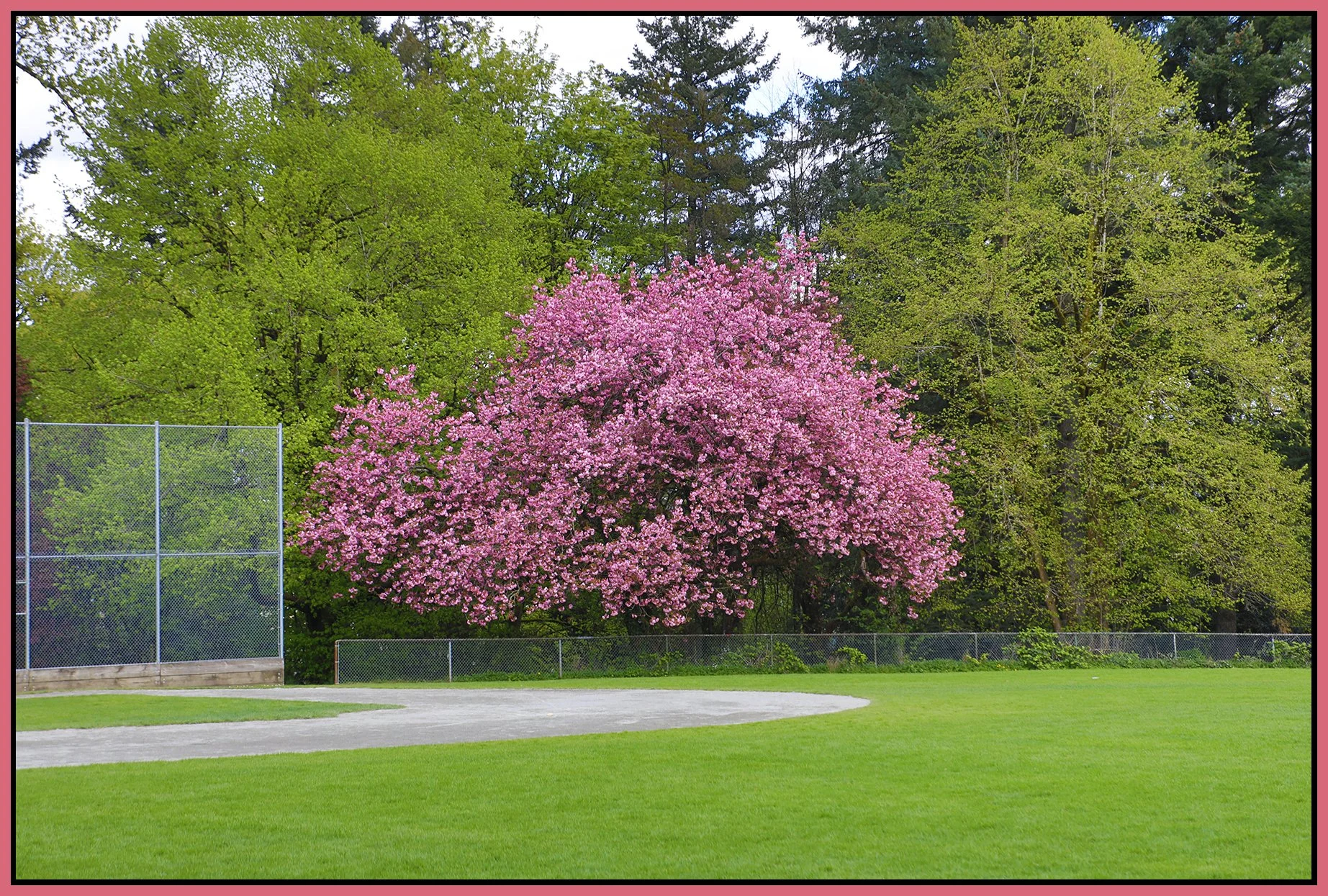Queen's Park New West Tree_Apr 20_2025_HDR_5F1989_4x6s.jpg