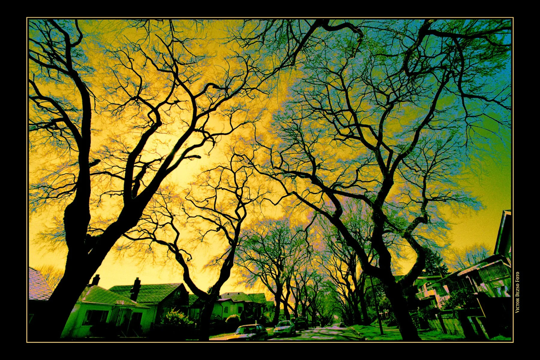 E 7 th_Trees_4_7_02_5_1_4x6.jpg