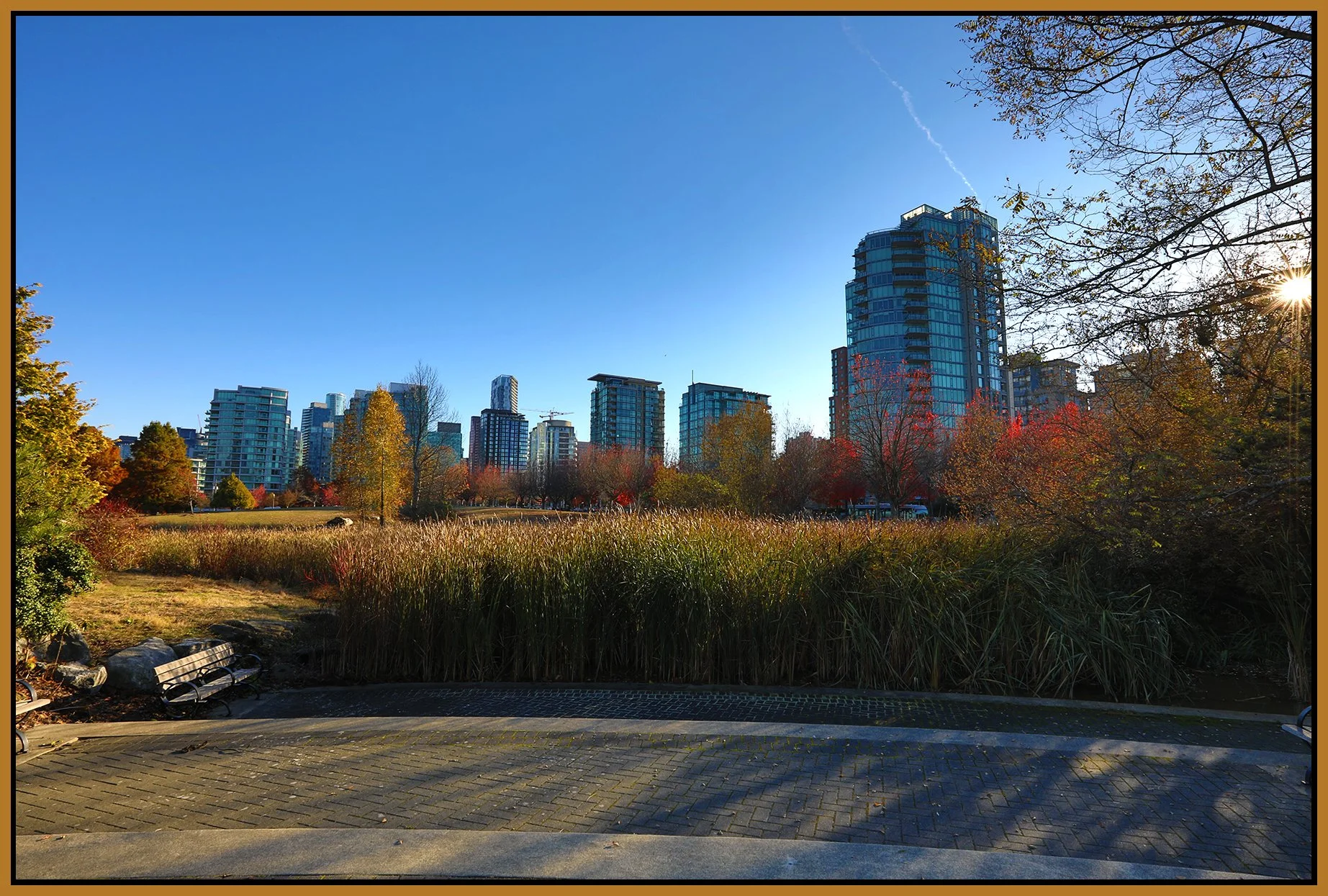 Devonian Park Bullrushes_Nov 18_2022_HDR_5C7062_4x6s.jpg