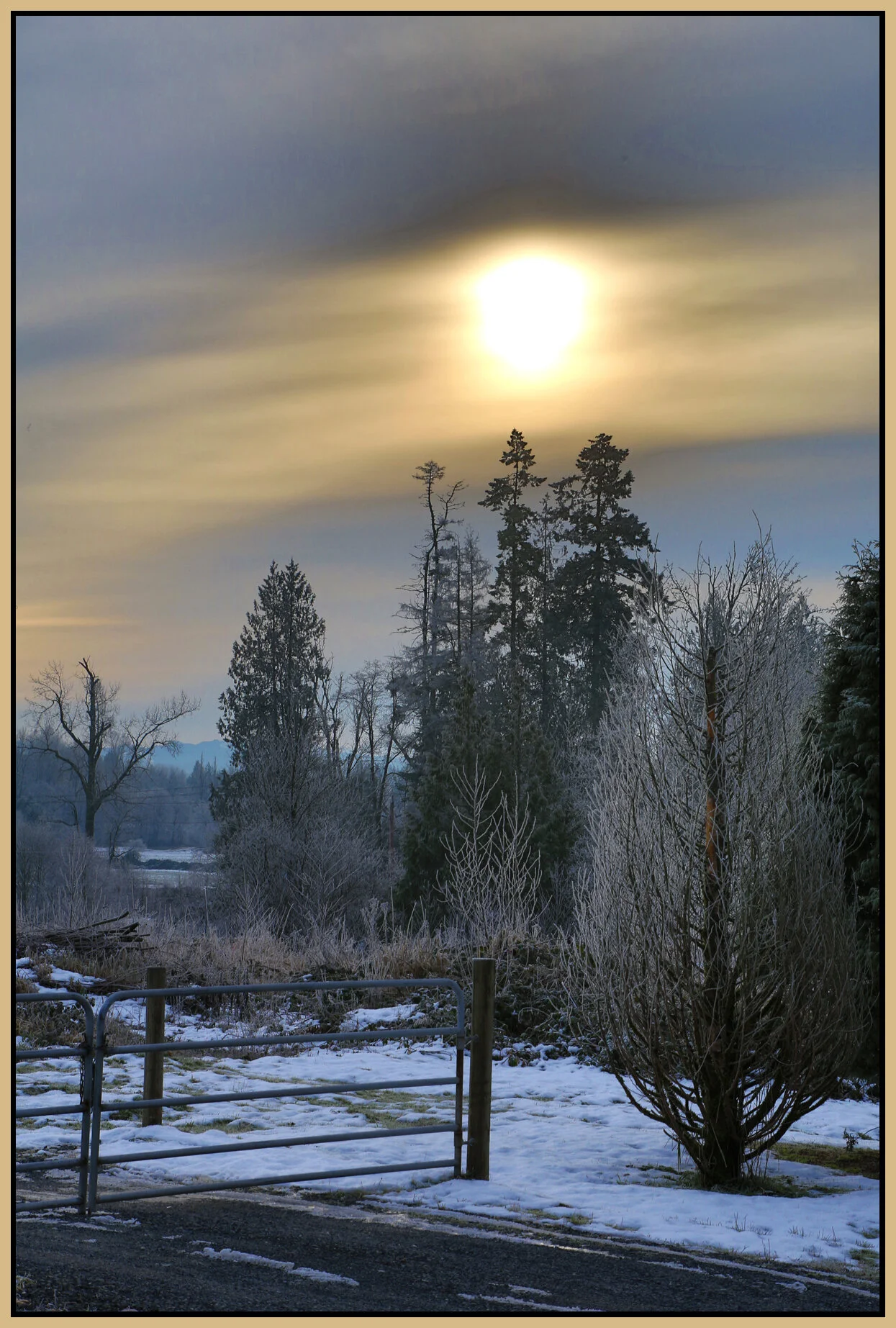 Langley Trees_Jan 2_2018_HDR_L0399_4x6s.jpg
