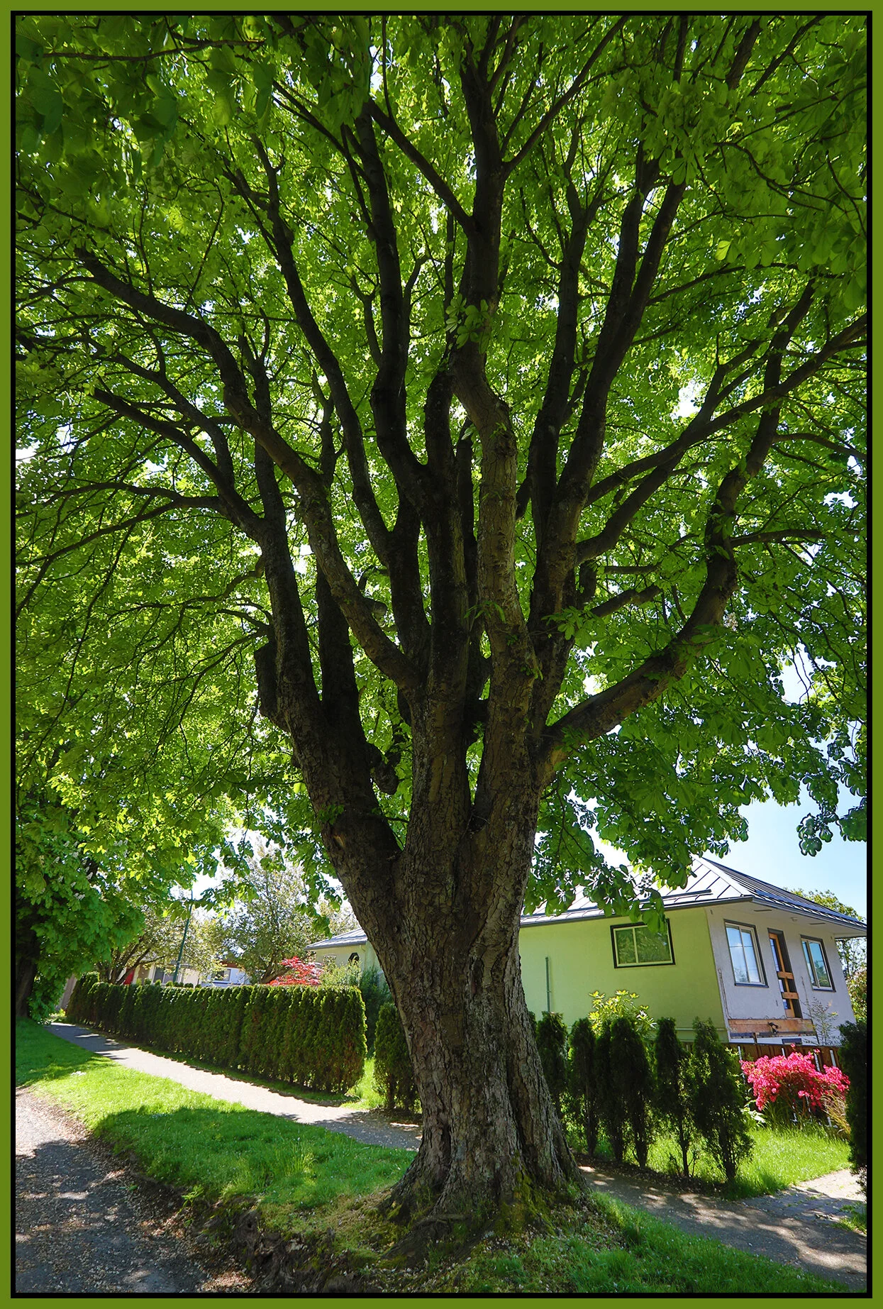 Penticton St Tree_May 9_2021_HDR_5A3376_4x6s.jpg