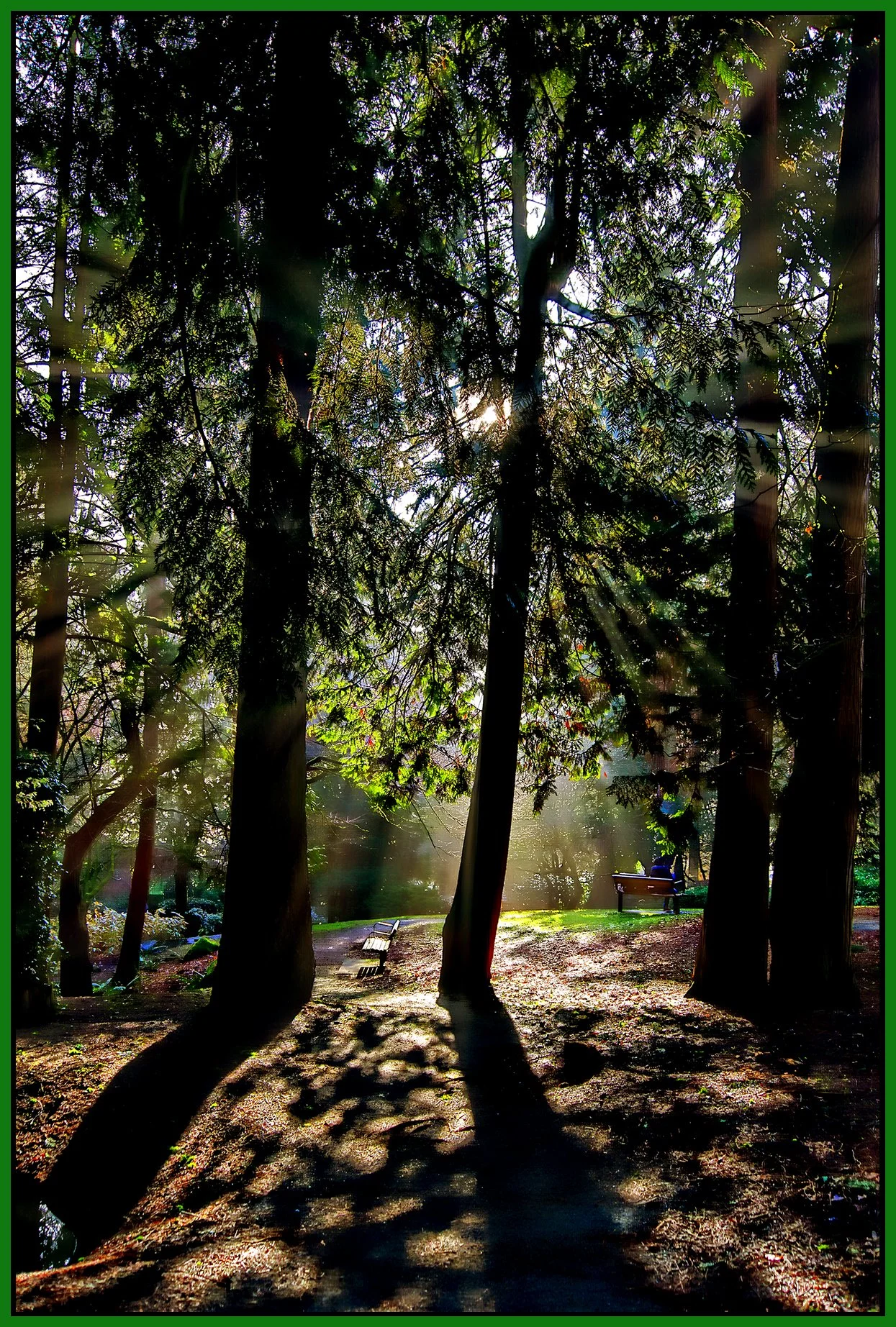 Tipperary Pk Trees_Jan 27_2022_HDR_4G6488_peHdr2013_NatB II_1_4x6s.jpg