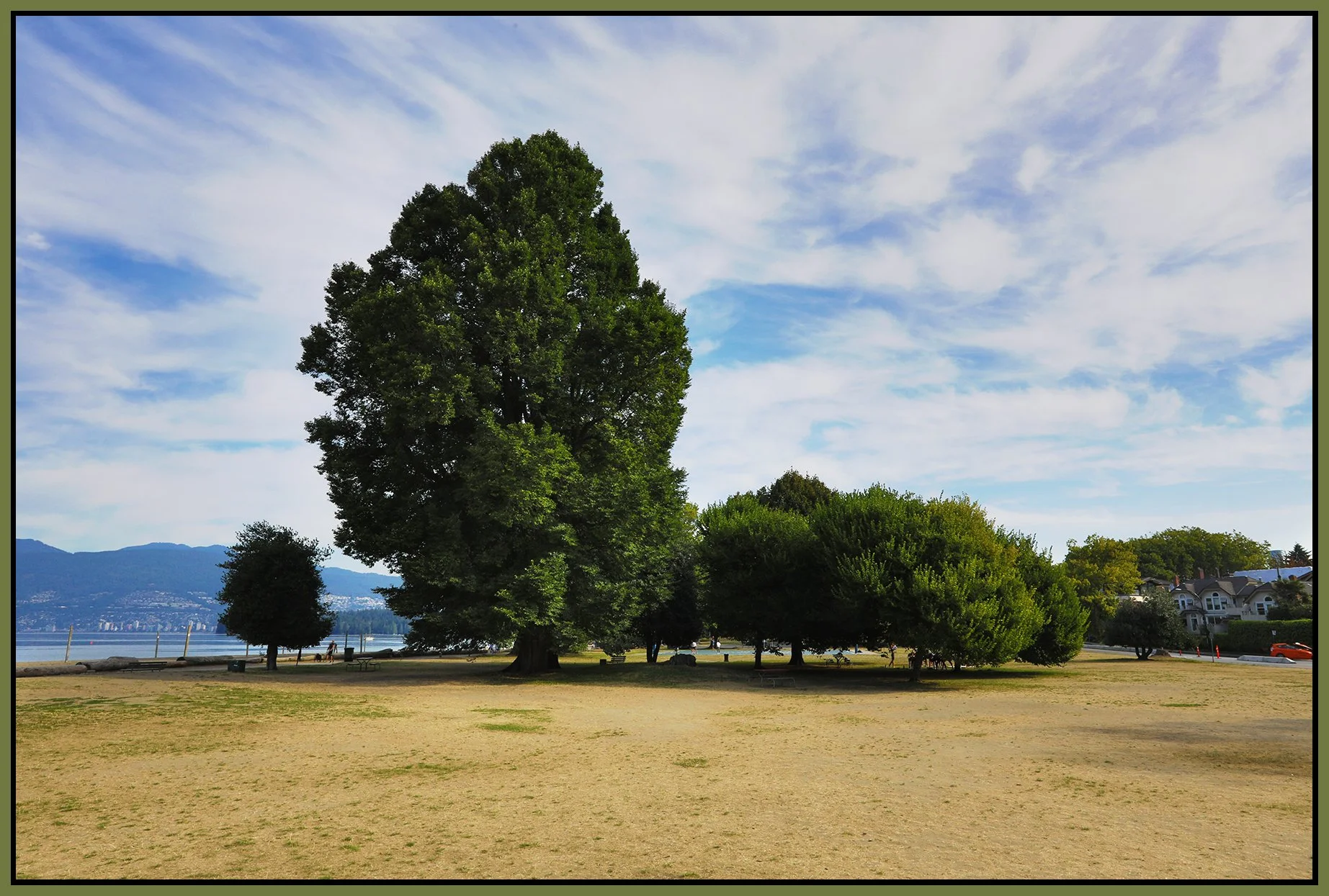 Kits Beach Trees_Aug 25_2021_HDR_5A9796_4x6s.jpg
